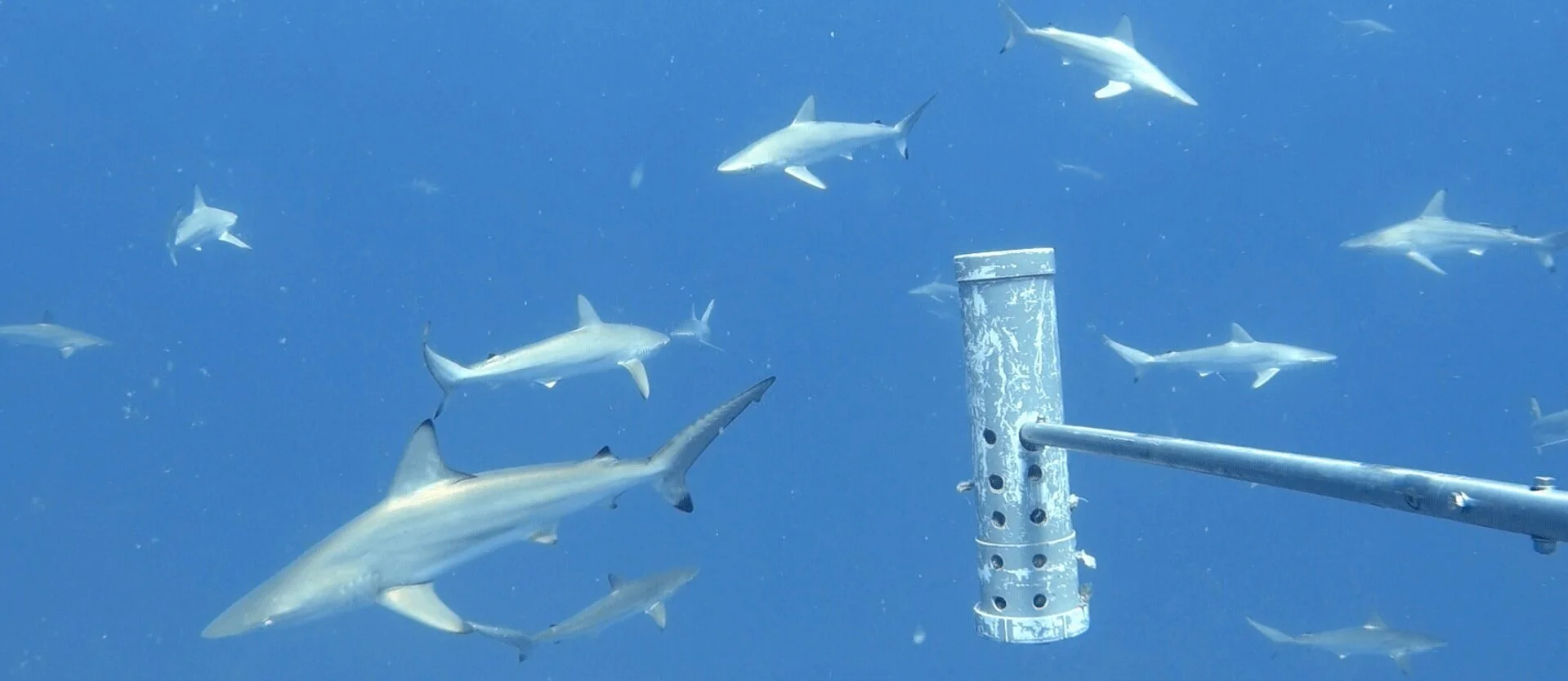 The UK launches world’s largest video-based monitoring programme of open ocean wildlife