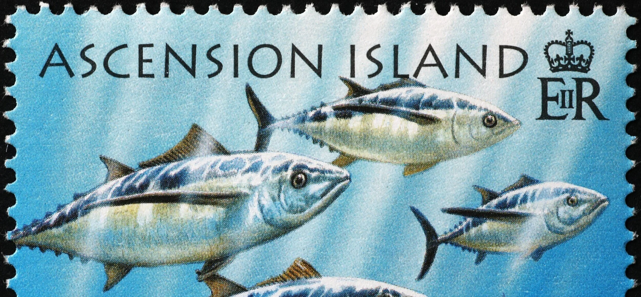 Spatial Variation in Pelagic Wildlife Assemblages in the Ascension Island Marine Protected Area