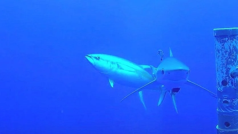 Sharks are the preferred scraping surface for large pelagic fishes: Possible implications for parasite removal and fitness in a changing ocean