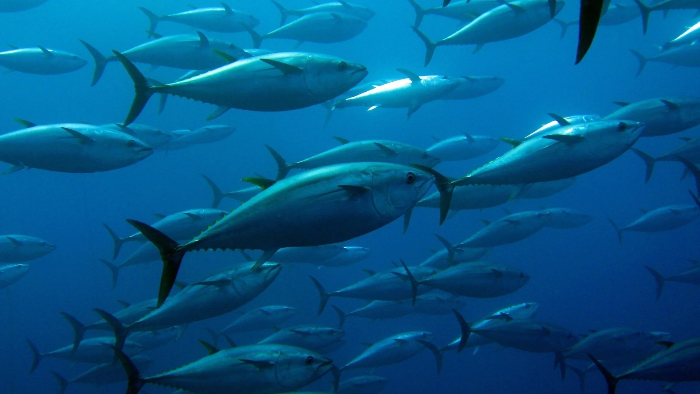 Assessing progress in data reporting by tuna Regional Fisheries Management Organizations