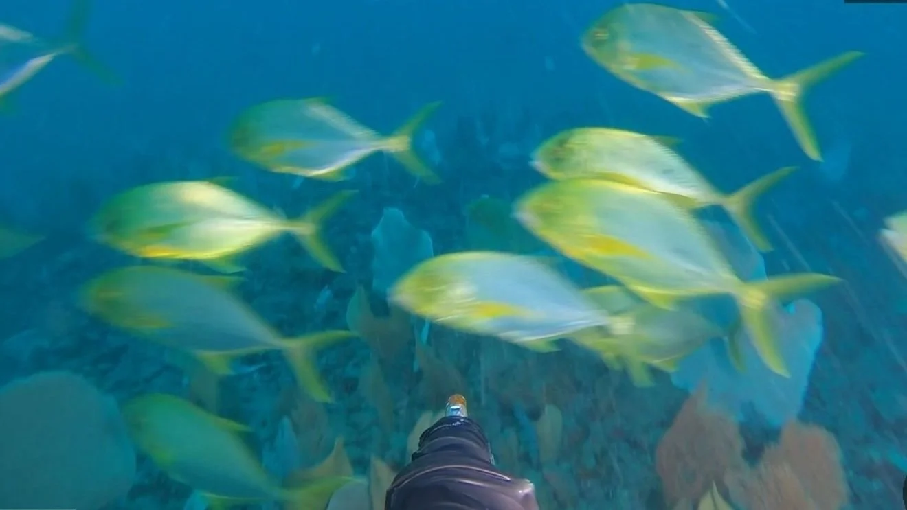 Fish associated with subsea pipelines and their rock berms