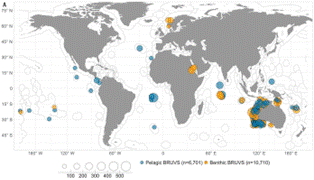 Size indicates response of ocean wildlife to marine protection