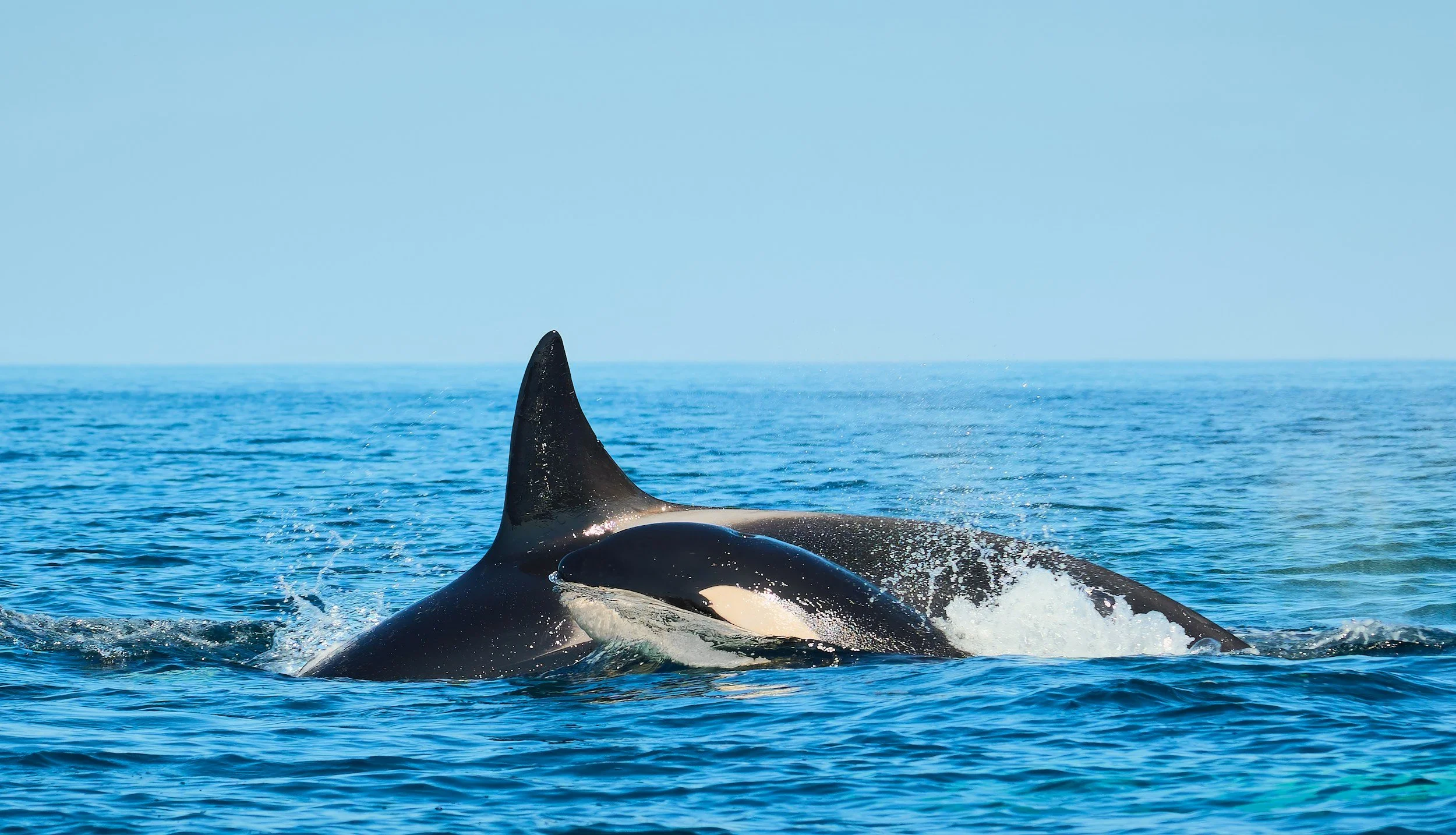 ABC Perth May Saturday Breakfast Ocean Segment