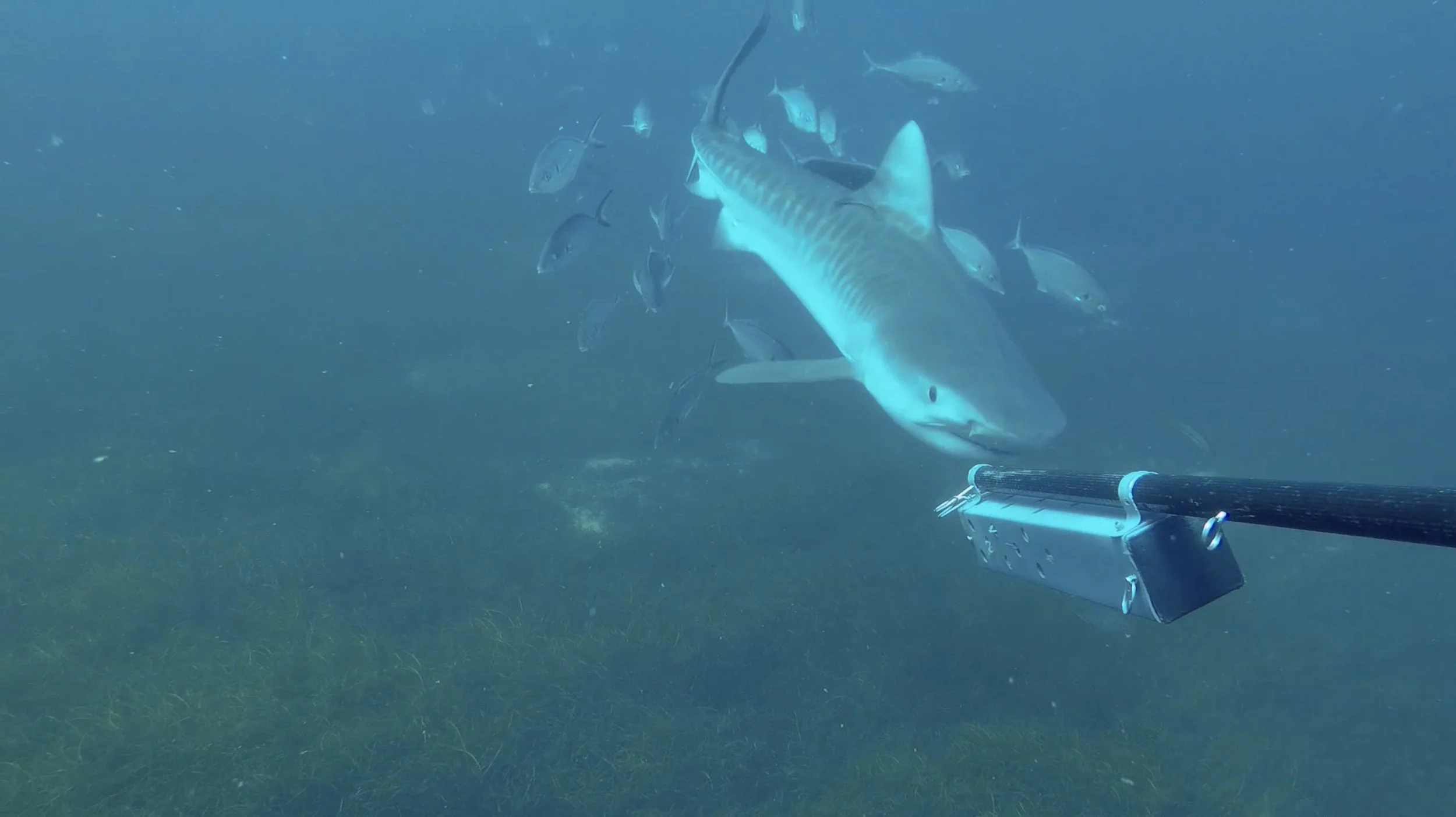 New publication: Environmental and Protection Effects of Shark-Companion Associations Across Three Ocean Basins