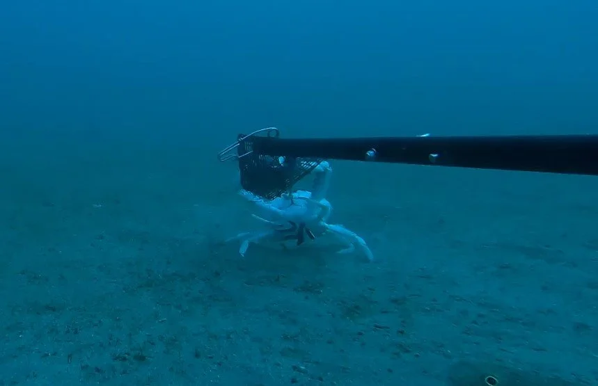 New publication: Association of a juvenile emperor red snapper (Lutjanus sebae) with a crucifix crab (Charybdis feriata) as a potential antipredator strategy on a sand flat