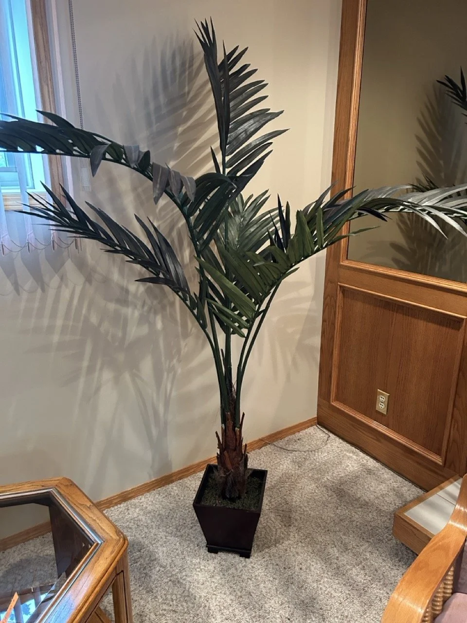 Palm in Wooden Pot