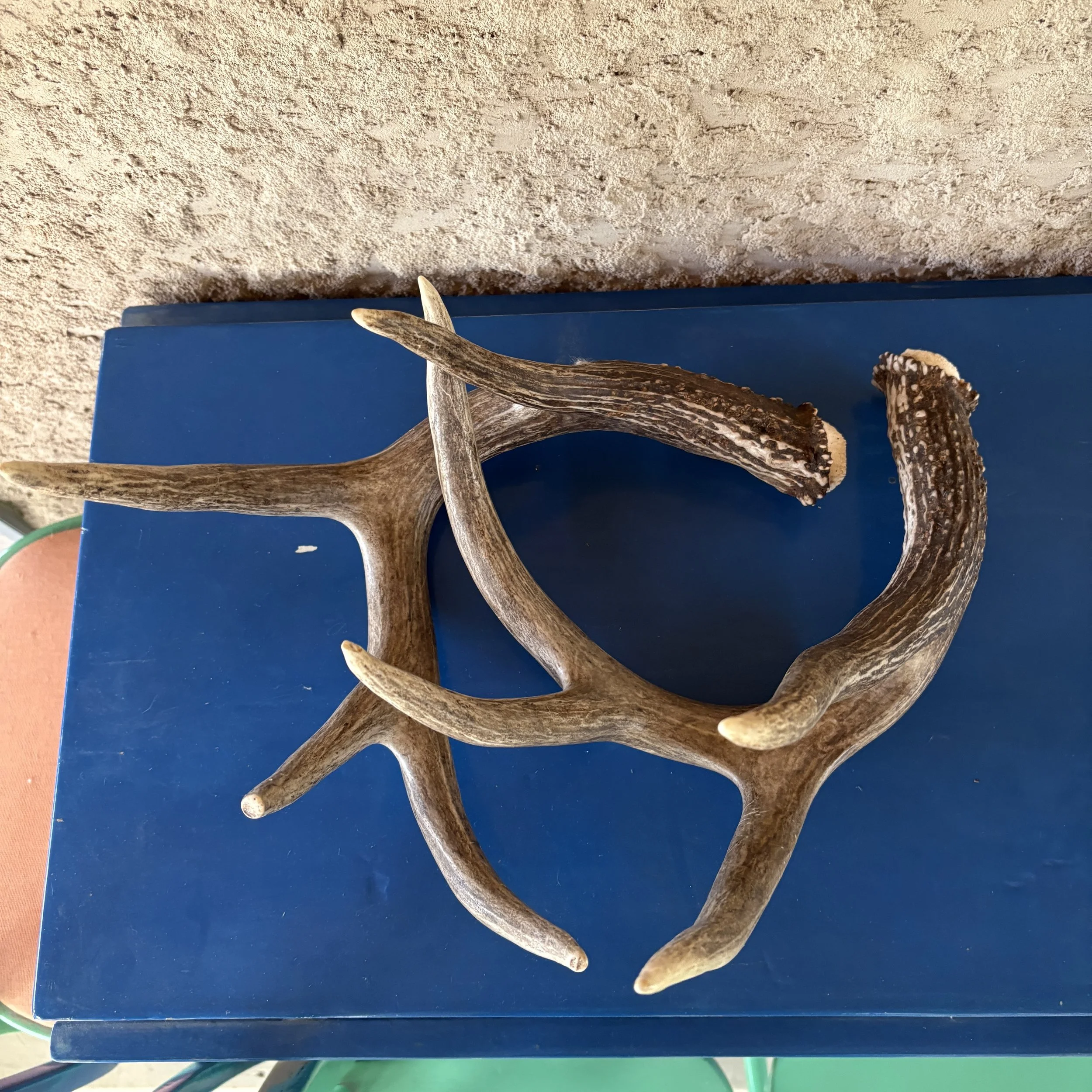 White Tailed Deer Shed Antlers
