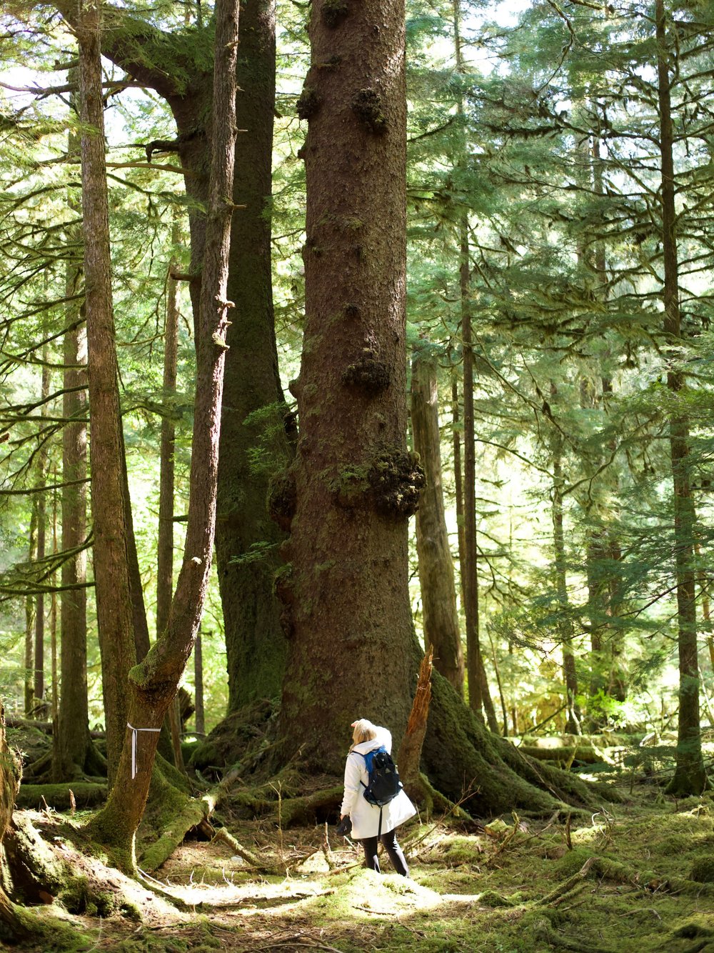   Giant Sitka Spruce  
