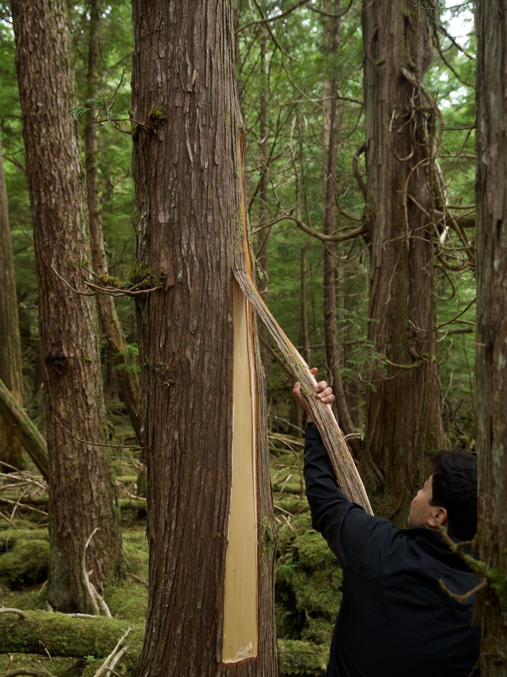   Traditional Cedar Bark Harvesting  