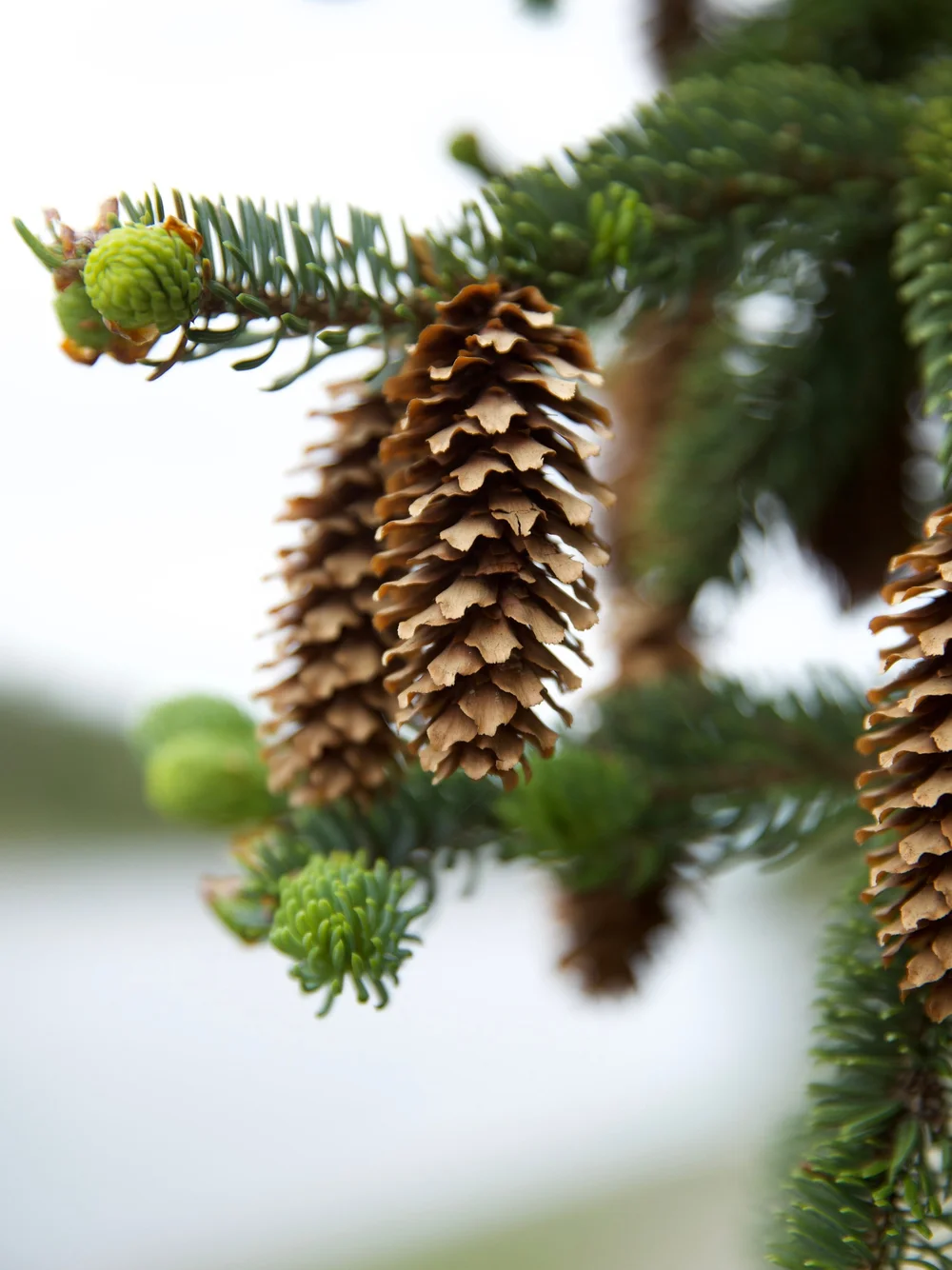   Sitka Spruce Cones  