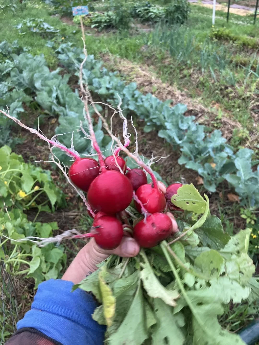 Now Hiring 2026 Part Time Assistant Gardener