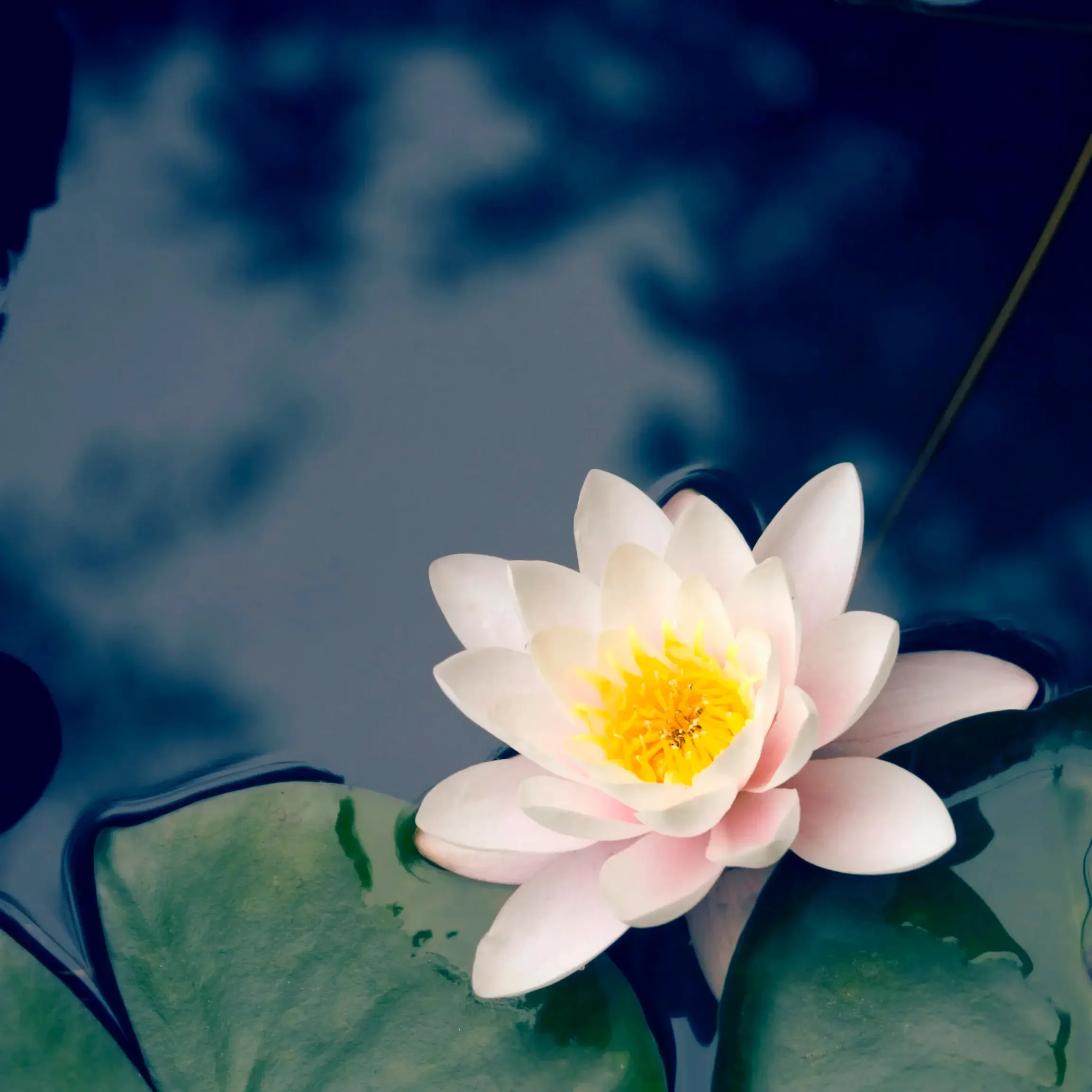 Daily Awake In The Wild Meditation Offering