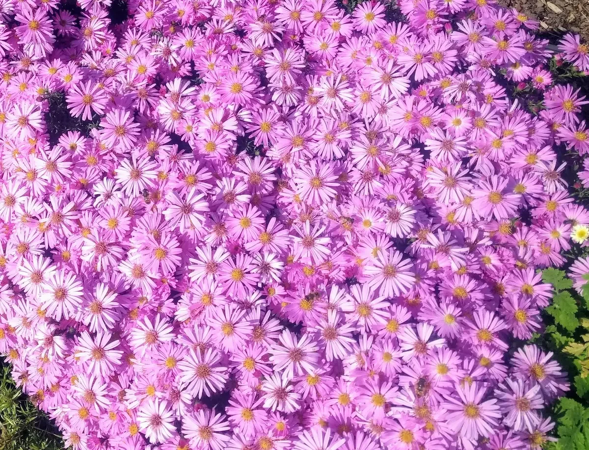 Mindfulness Class: Six-Week Introductory Training (S.I.T)_Starting Sept 30