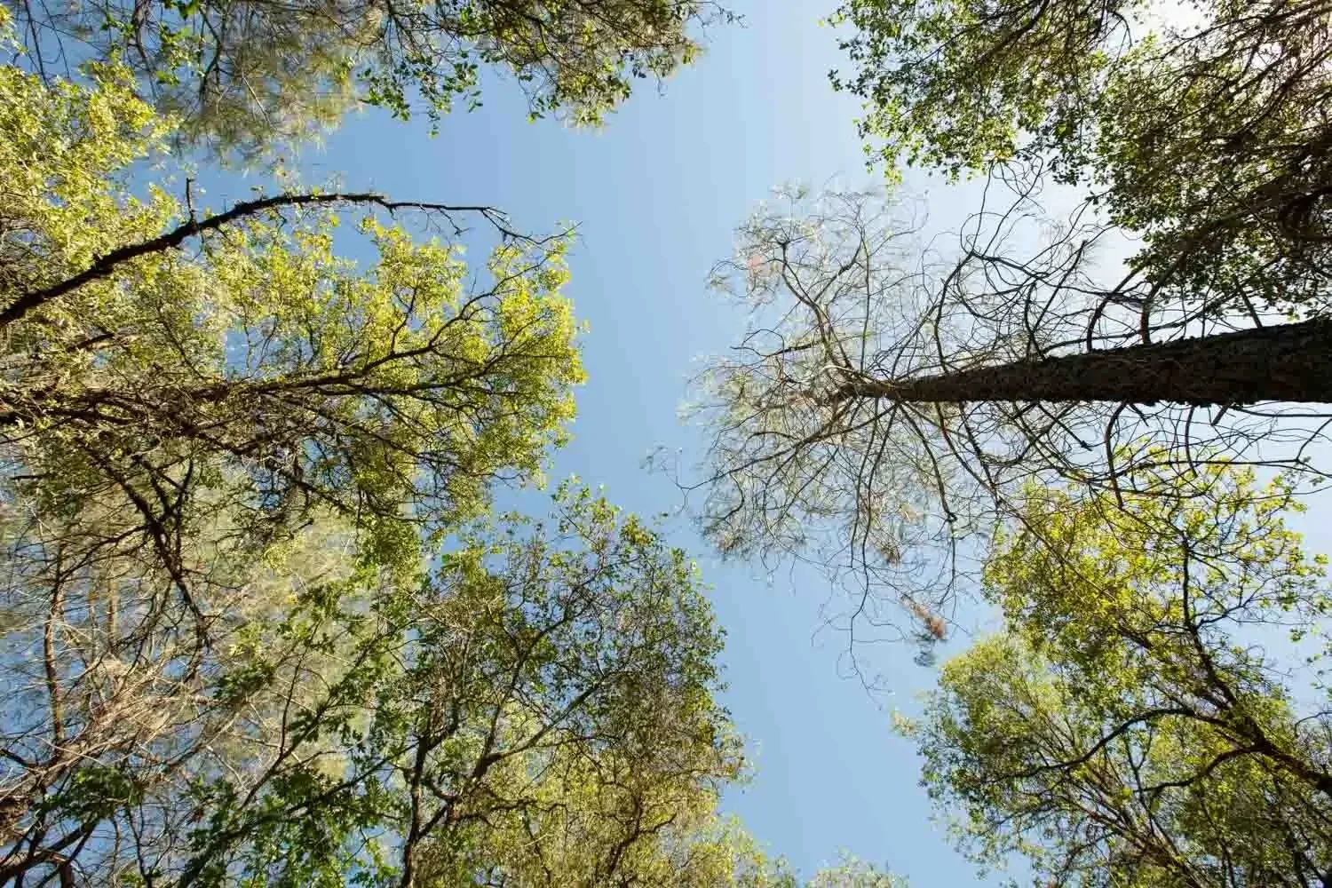 looking up at trees_opt.webp