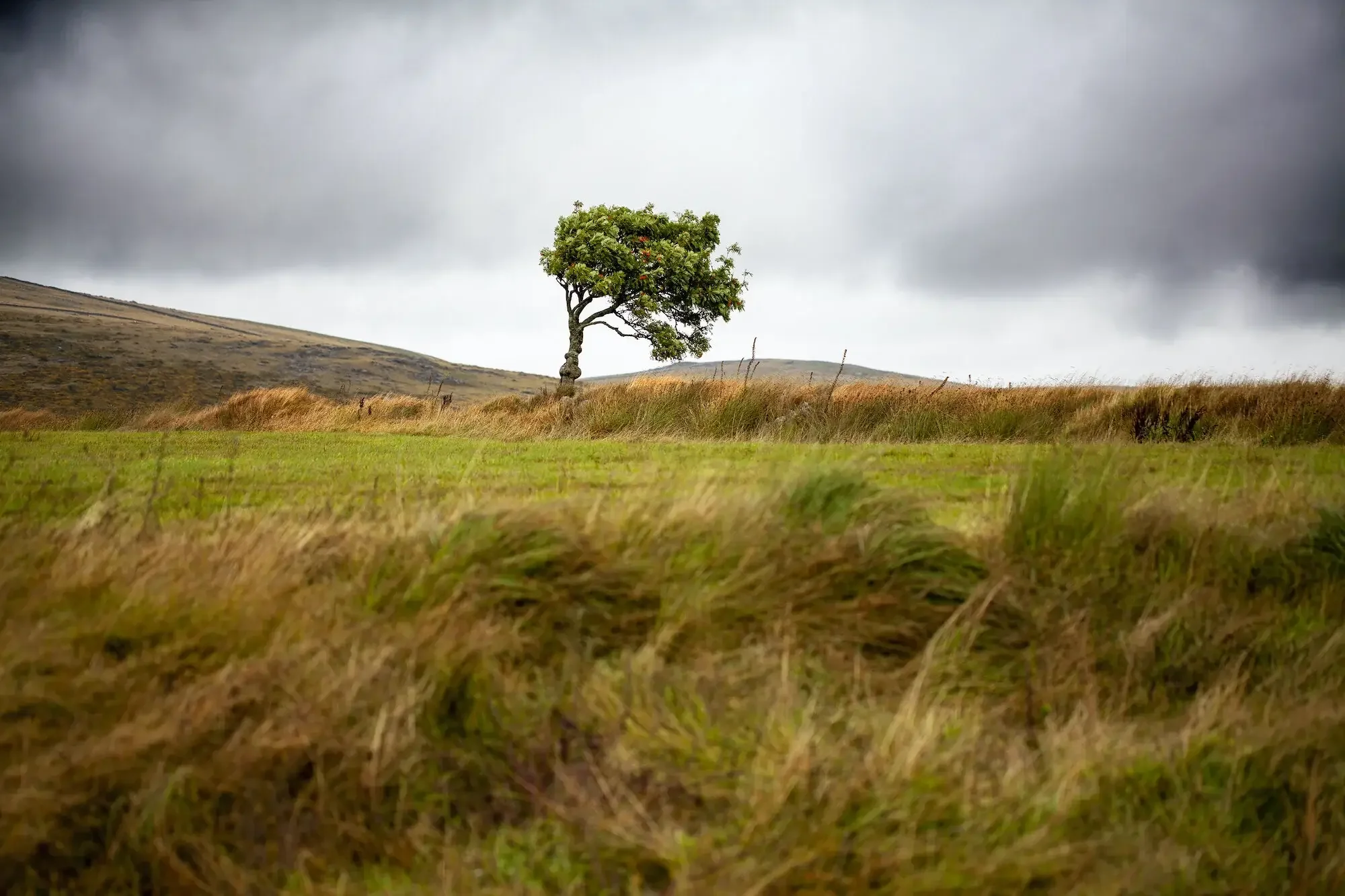 resilience-tree-pasture opt.webp