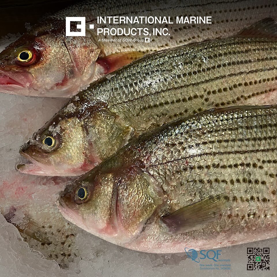From whole fish to fresh fillets in seconds, always by hand and never by machine. Here at IMP, we prioritize quality! ✅
.
.
.
#SQF #sqfcertified #sushi #sashimicuts #stripedbass #sashimi #salmon #oraking #fresh #bluefintunafishing #fishingphotodaily 