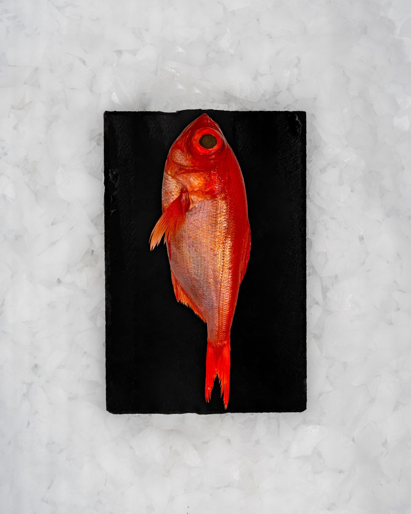 Kinmedai (金目鯛) – soft, rich, and full of flavor. Perfect for sushi or searing. 🐟🍣
Find out more @ intmarine.com
.
.
.
#Kinmedai #金目鯛 #JapaneseSeafood #sushi #sushilovers #japanesefood #sashimi #seafood #foodie #instafood #foodphotography #ch