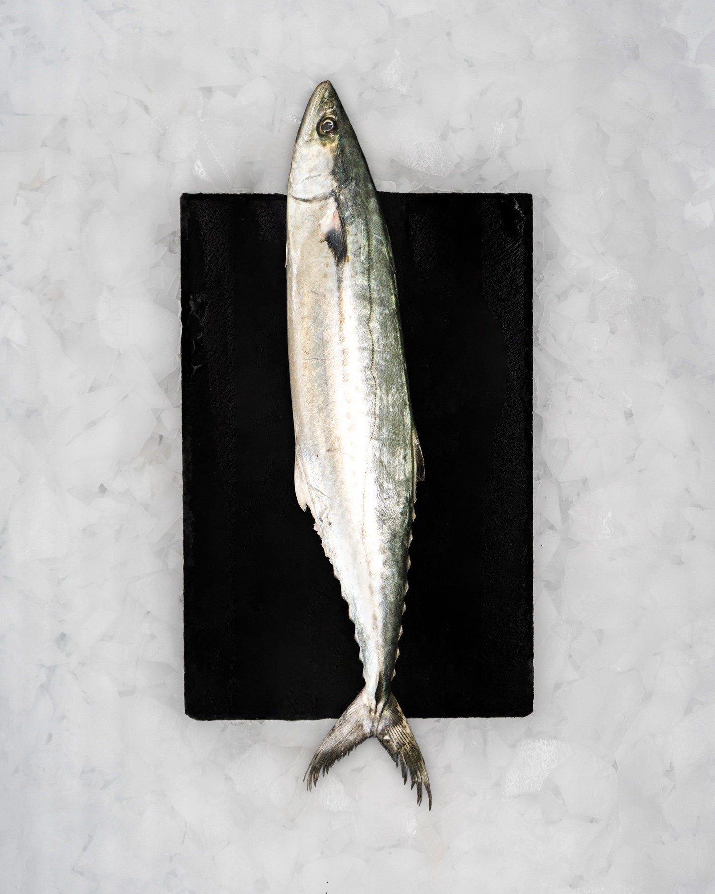 Have you tried Sawara before? 👀🐟 It’s one of Japan’s underrated gems—delicate, lightly oily, and amazing when seared. Comment your favorite way to eat it! 🍣🔥
Visit @ intmarine.com to find out how to order today!
.
.
.
#Sawara