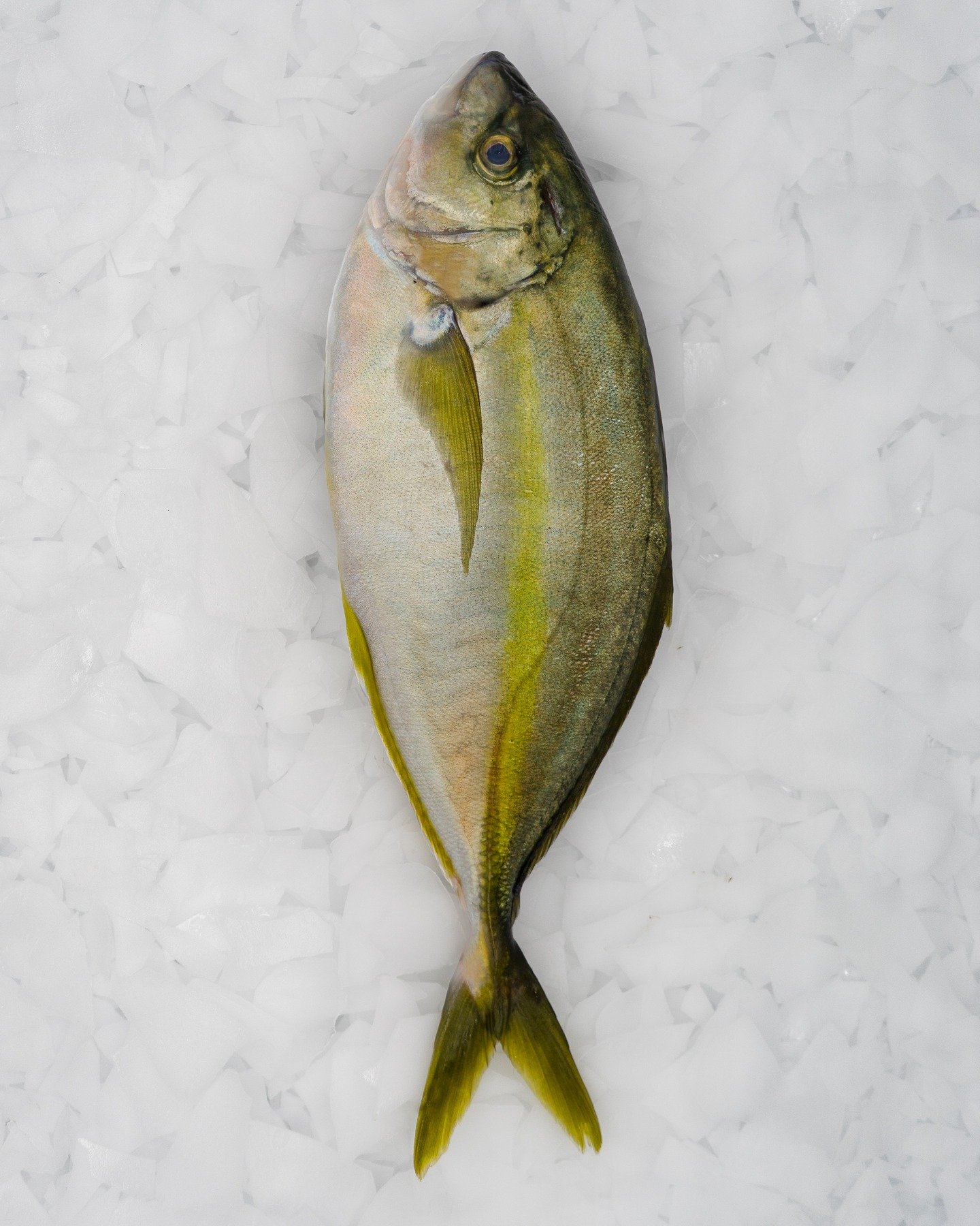 Shima Aji: This striped jack is a sushi bar favorite, known for its tender bite and delicate sweetness. A must-try for seafood connoisseurs! 🍣🌊
Find out how to order @ www.intmarine.com
.
.
.
#ShimaAji #GourmetSeafood #SushiPerfection