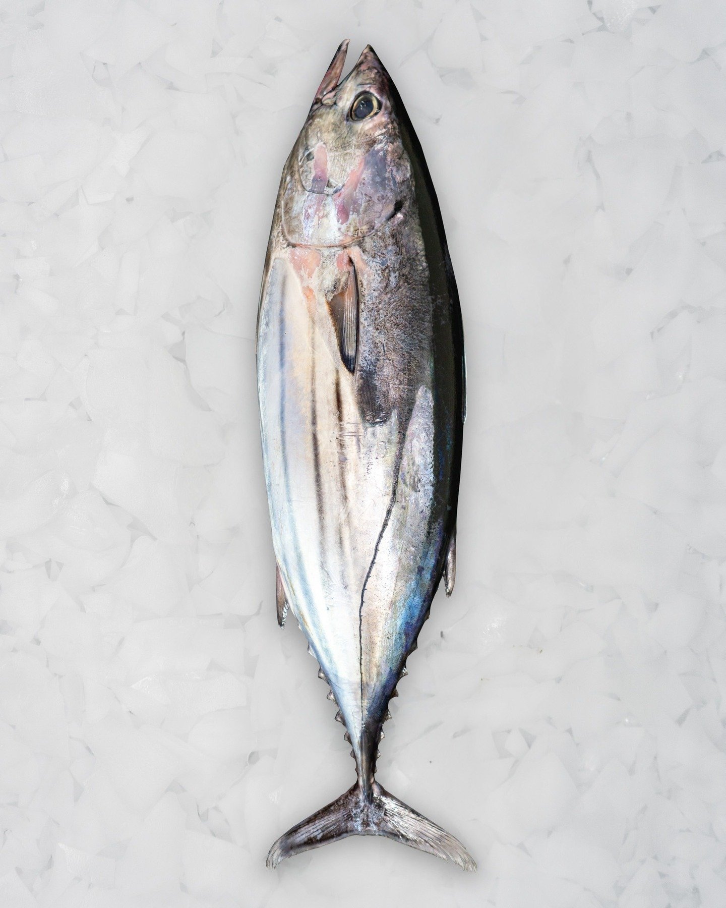 Picked straight from the ocean: this bonito’s calling out for sashimi, nigiri or tataki. How will you plate it? 🌊🍽️
Find out more @ intmarine.com
.
.
.
#FreshCatch #SushiBar #Bonito #PlatePorn #Izakaya