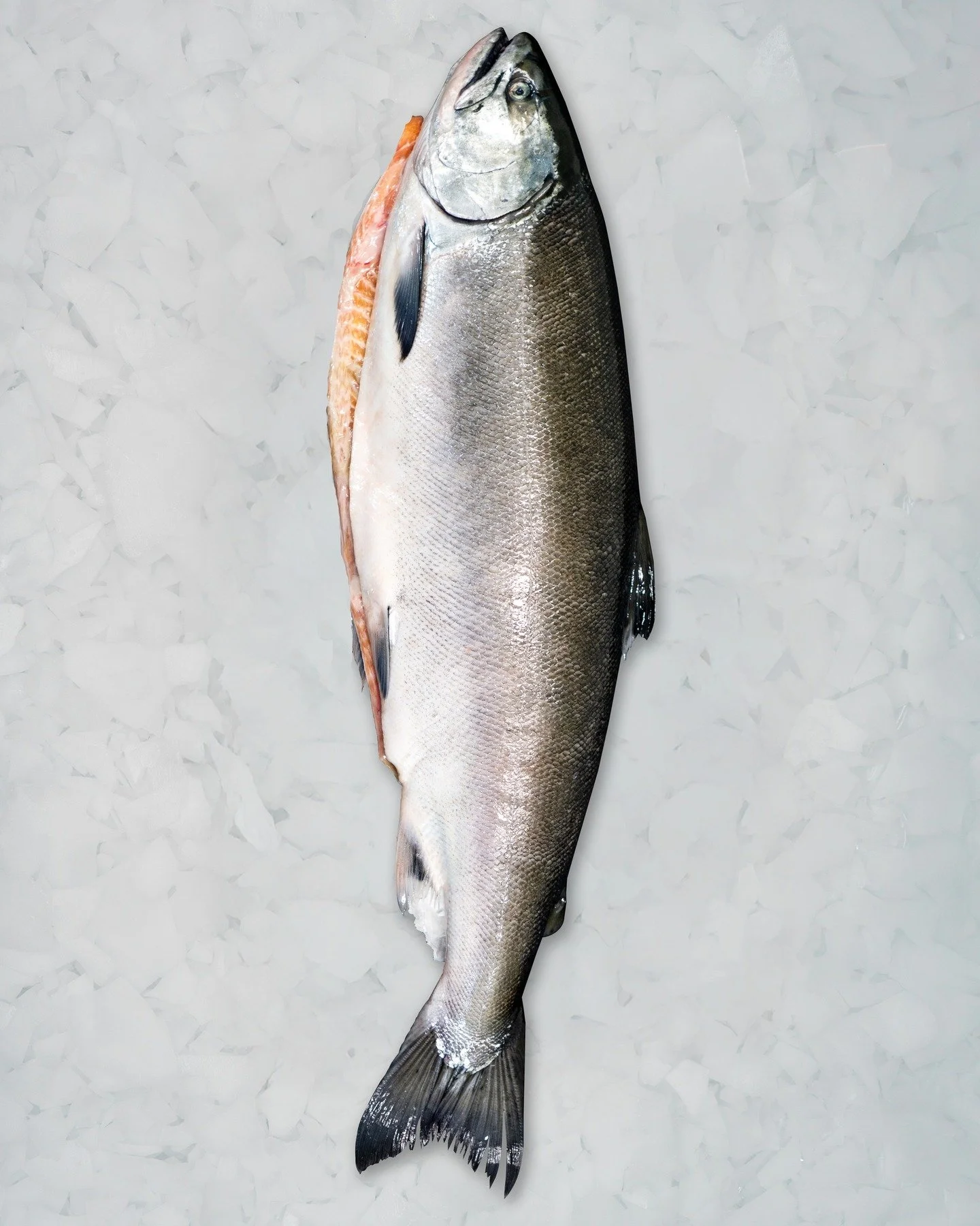 From ocean to market, our whole salmon is sourced and handled with precision to guarantee freshness and quality every time.
Order yours today with your sales representative or visit intmarine.com to start your application today!
.
.
.
#Internationa