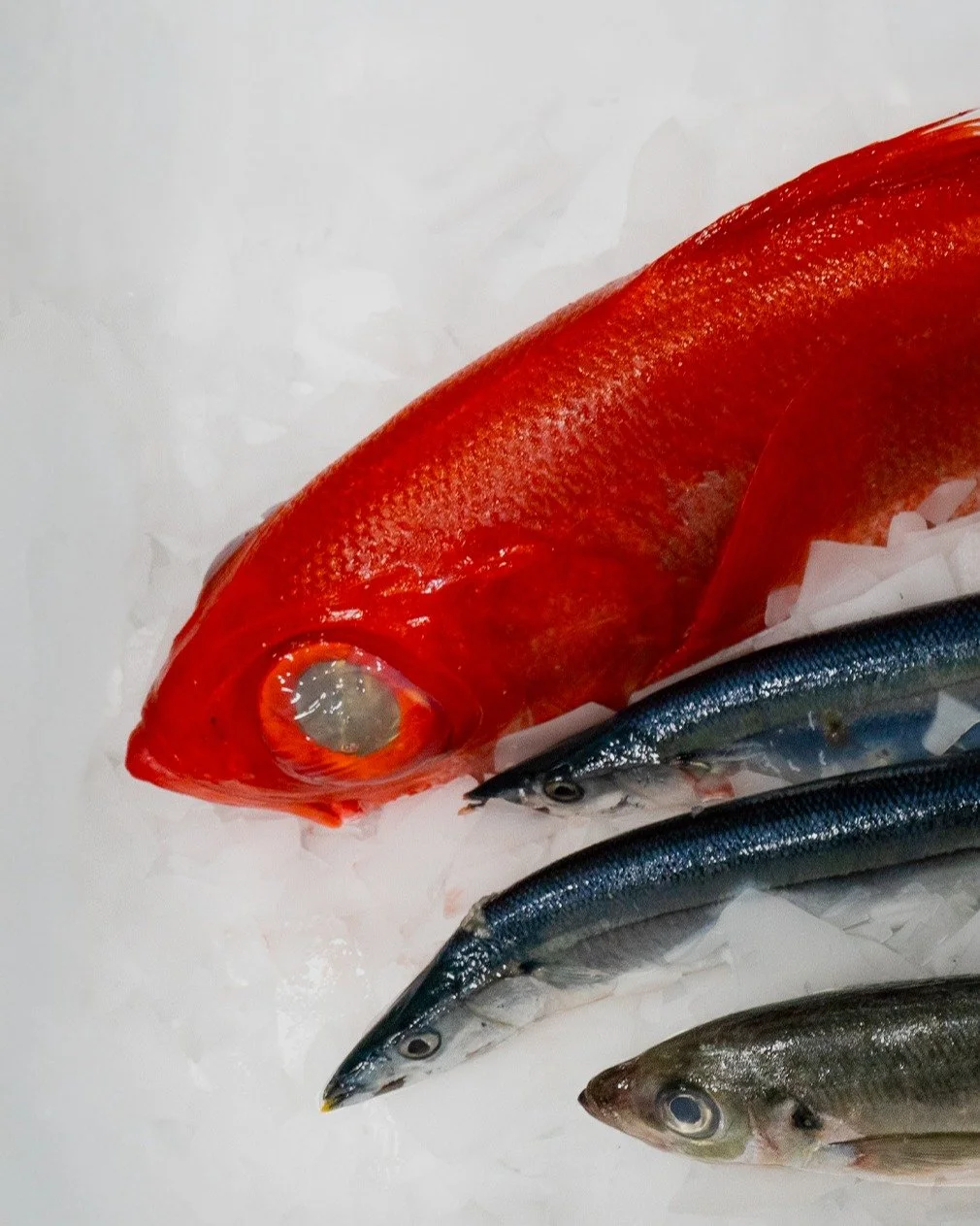Our seasonal arrivals—caught at their best and brought in quickly. Availability shifts day to day with the weather and the boats. Ask your sales representative what just came in; today’s list may be different tomorrow.
New customer? Send
