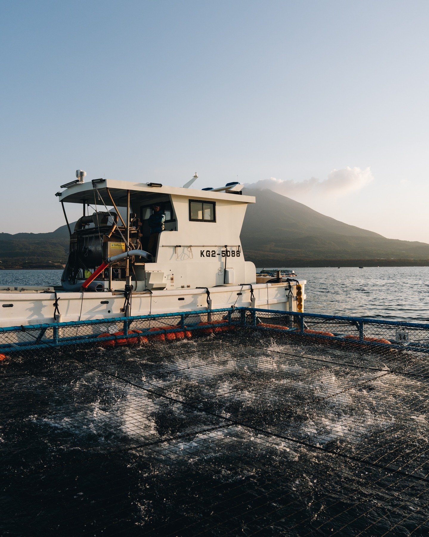 Farm-to-table Hamachi from Kagoshima, Japan &mdash; responsibly raised and handled with precision from harvest to processing to maintain consistent quality. Wholesale cuts available for sushi and sashimi menus.
Contact us for pricing and availability