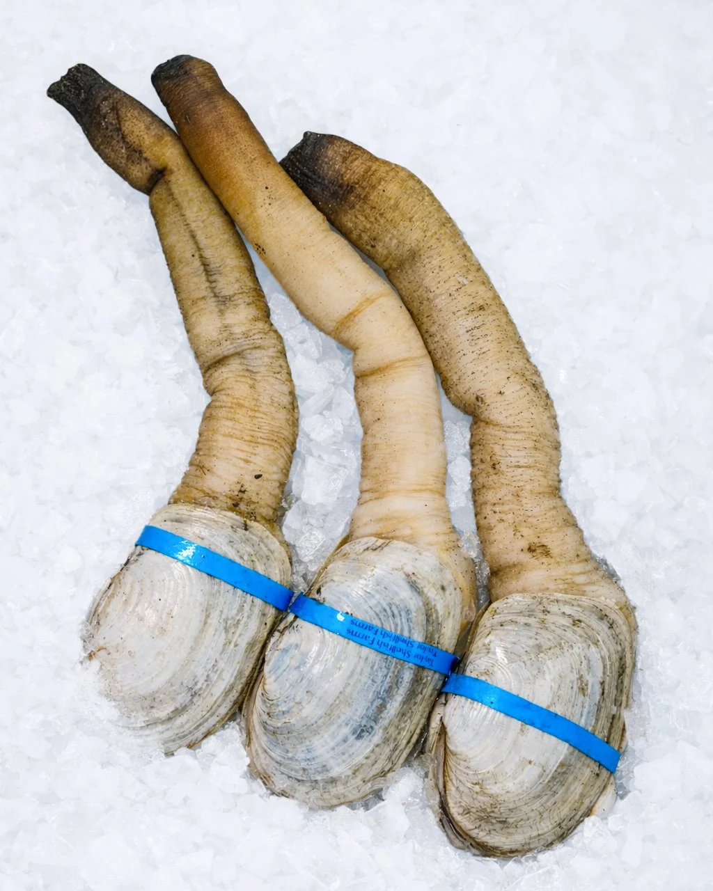 When the product is right, the prep stays simple.
Fresh geoduck with a clean bite and subtle ocean sweetness that shines when sliced thin and served as crudo.
.
.
.
Contact your sales rep today to find out more!