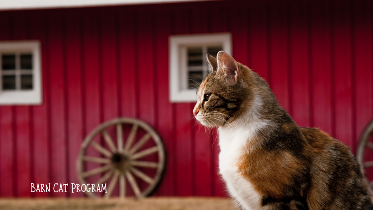 Barn Cats — The Animal Shelter Society, Inc.