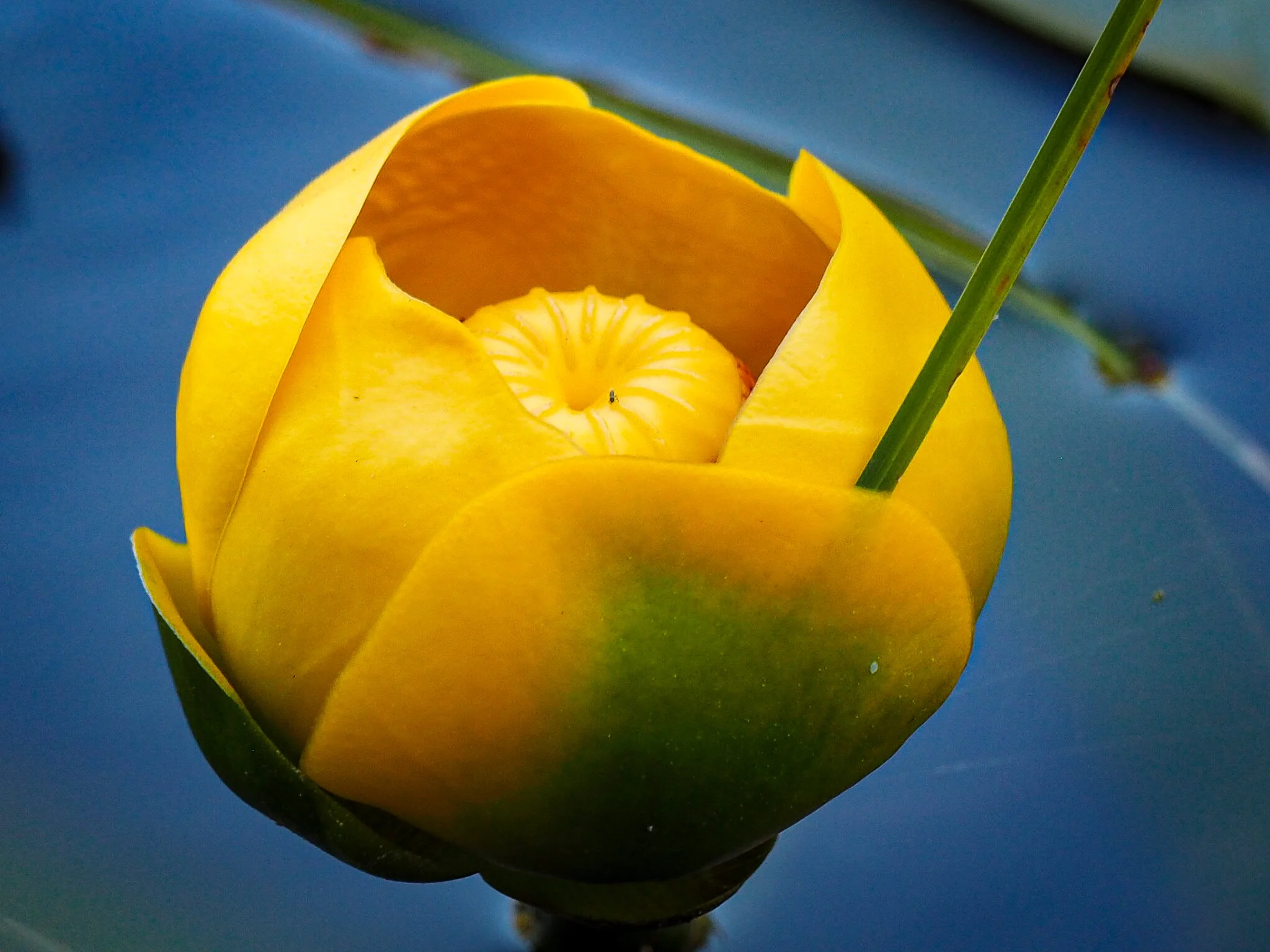 Macro Photography