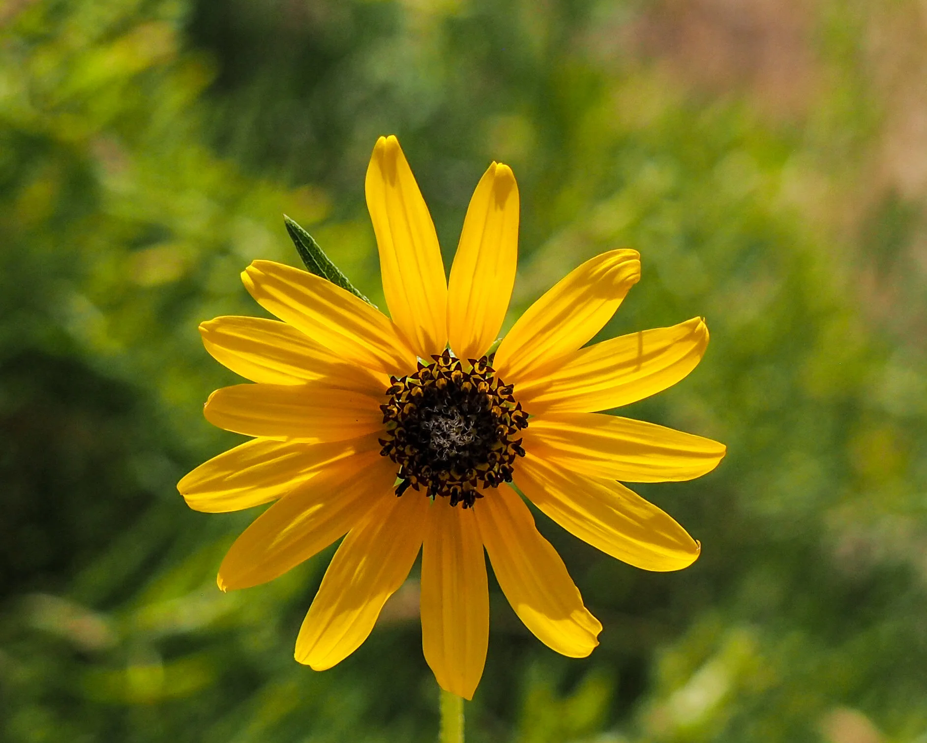 Black-eyed Susan, Rudbeckia hirta