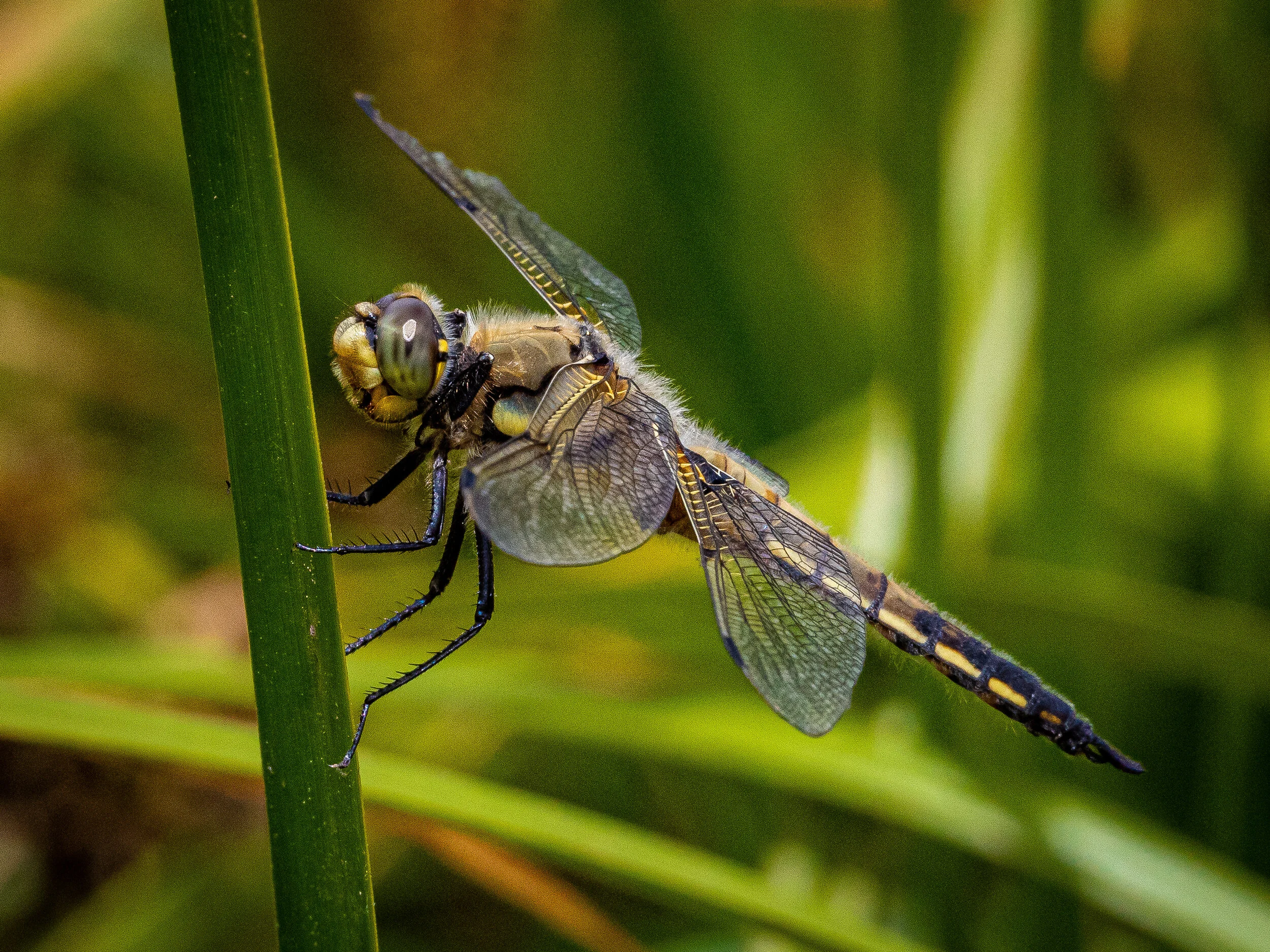 Four-Spotted Skimmer