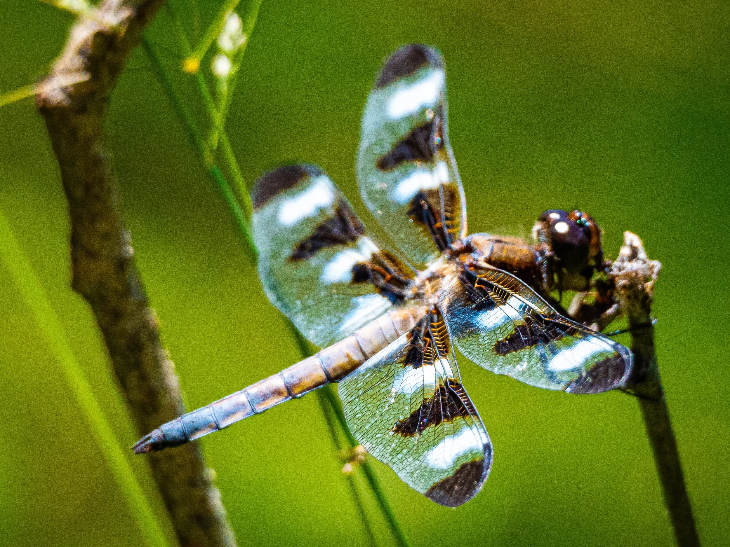 Twelve-Spotted Skimmer