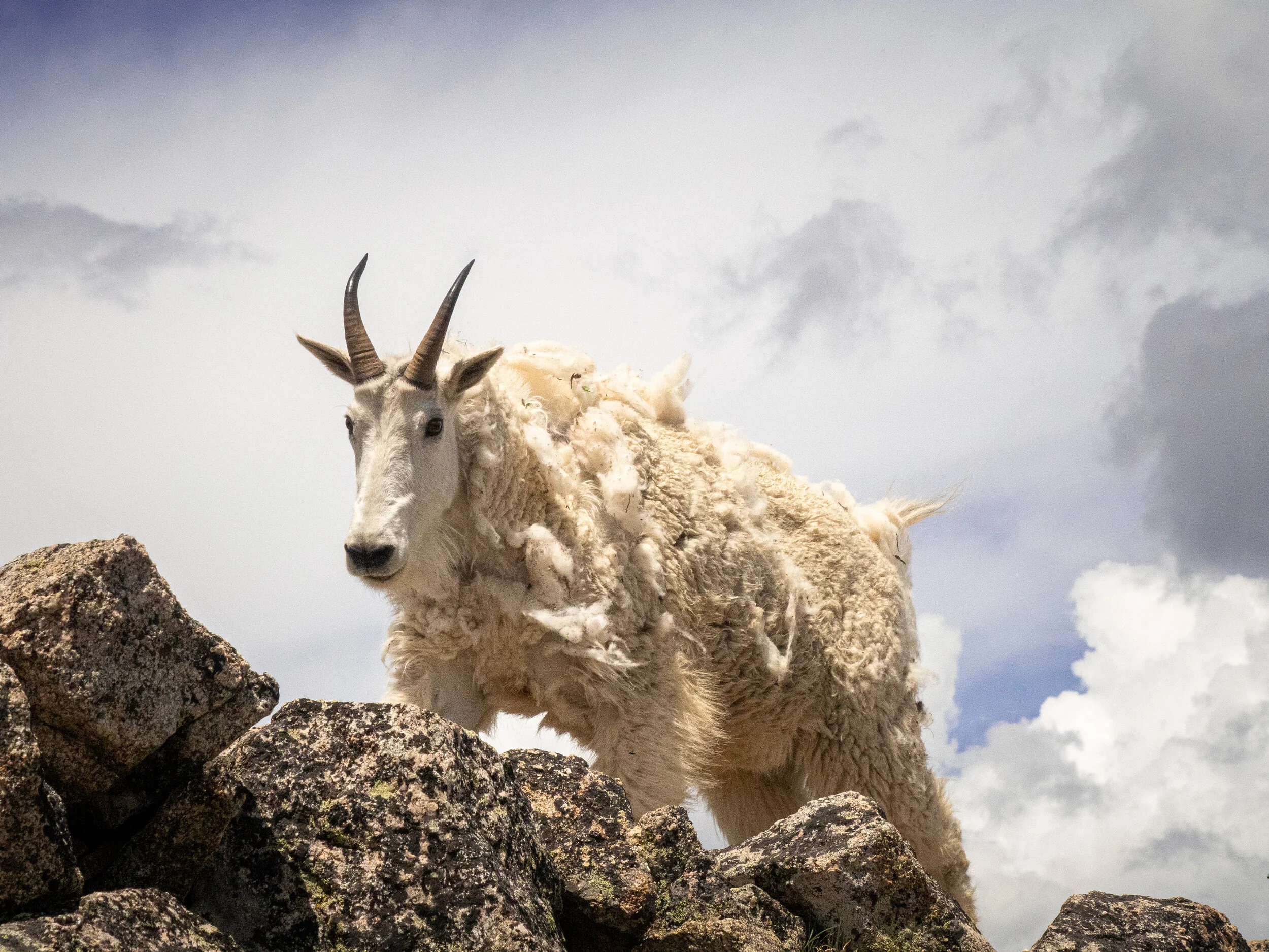Wildlife