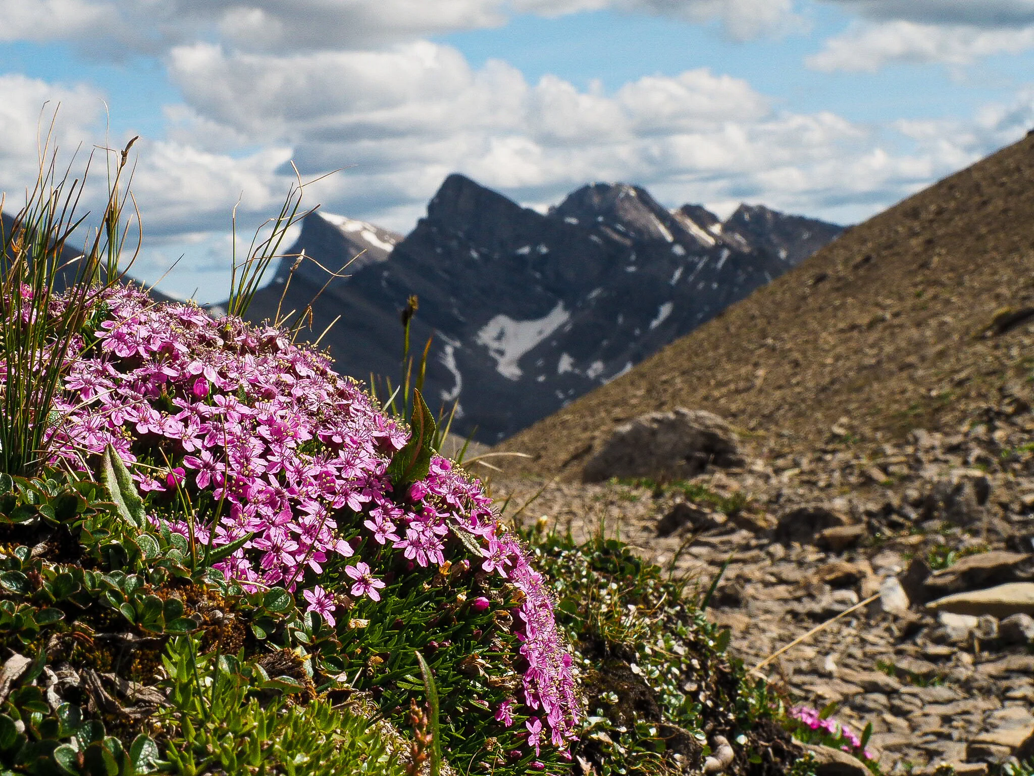 Wildflowers
