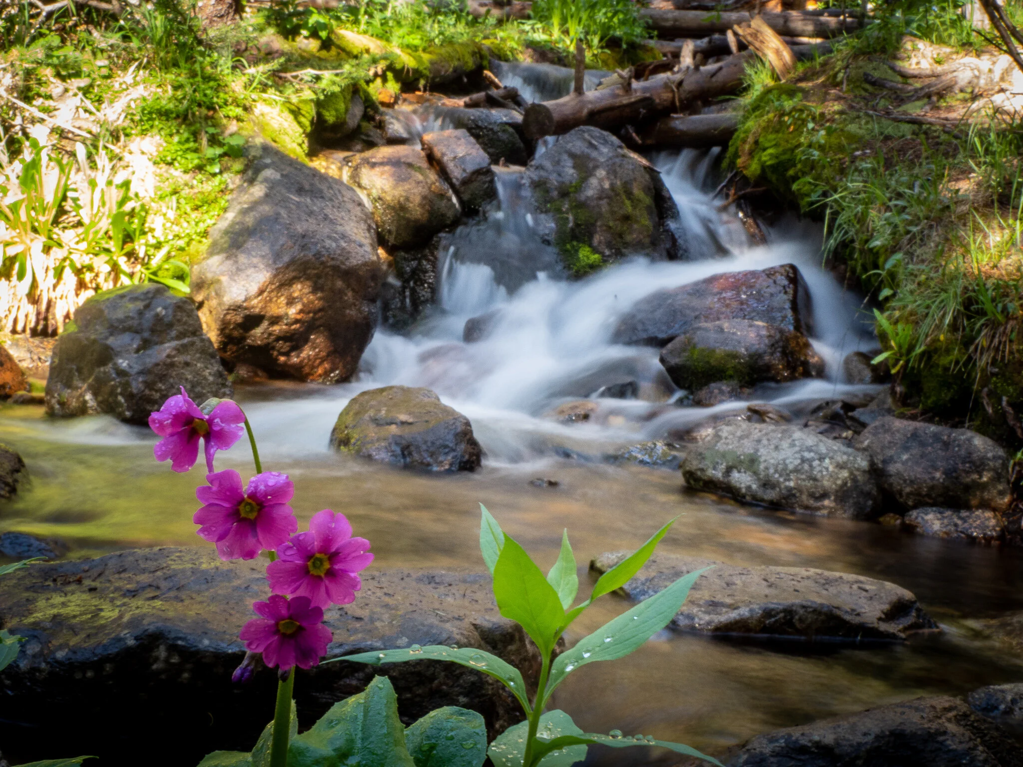 Pink and a Creek