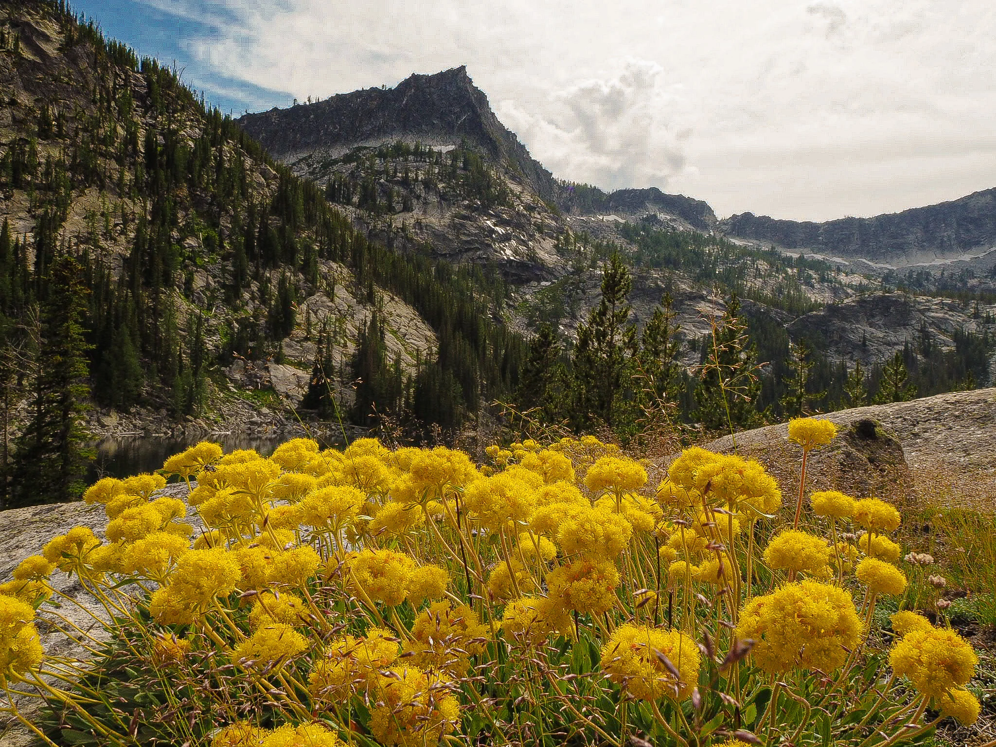 Yellow Flowers