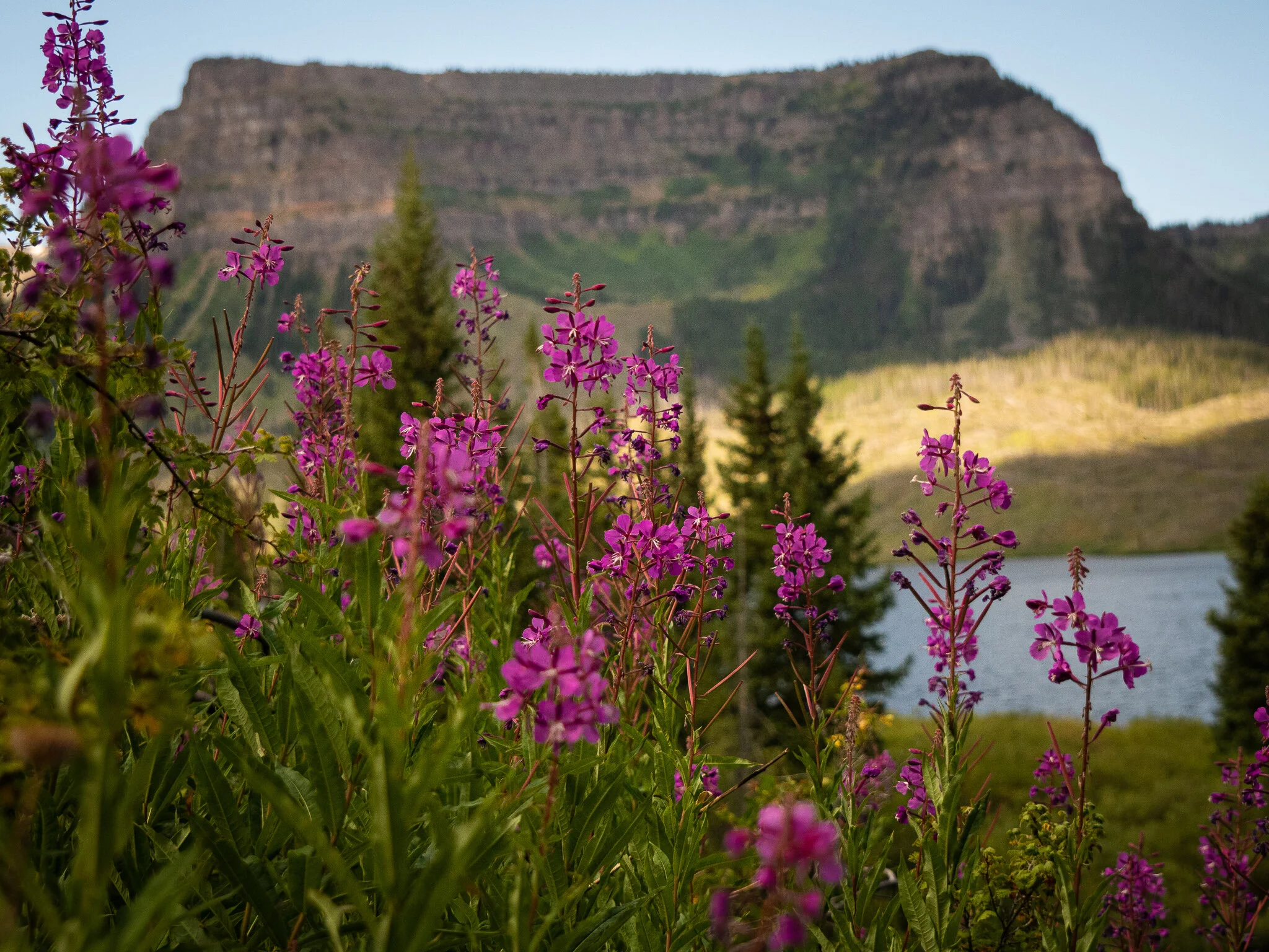 Fire Weed