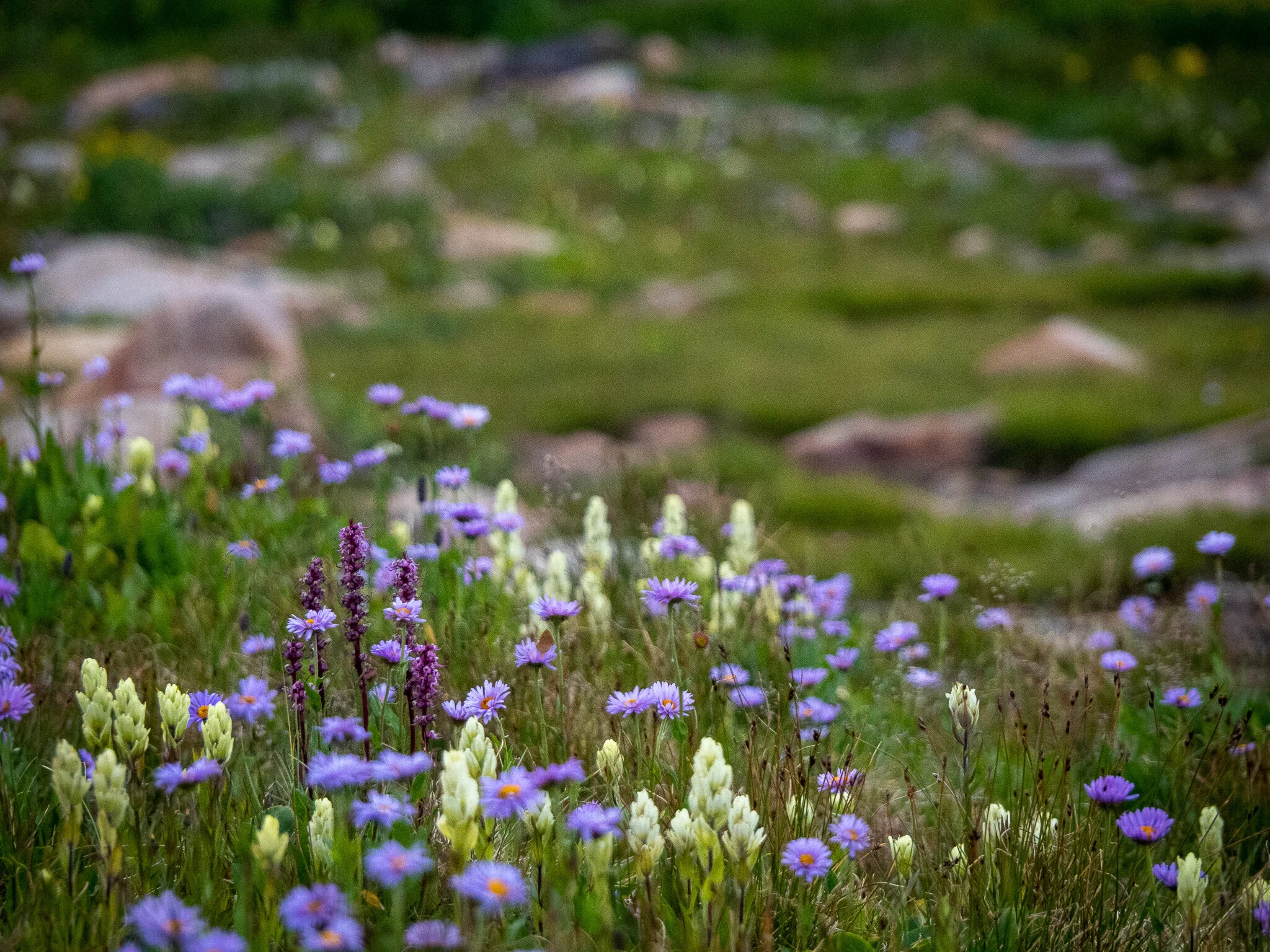 Wildflower Season II