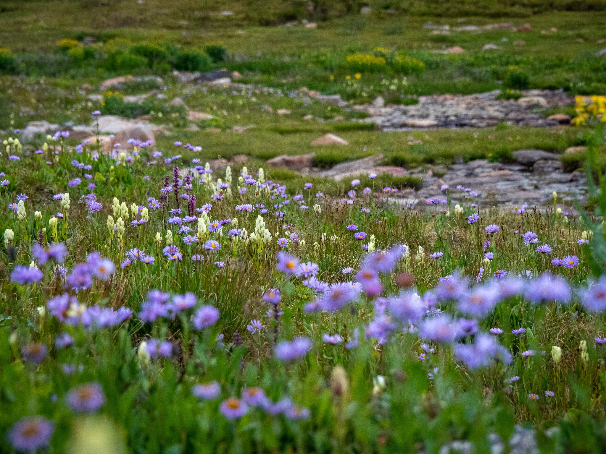 Wildflower Season