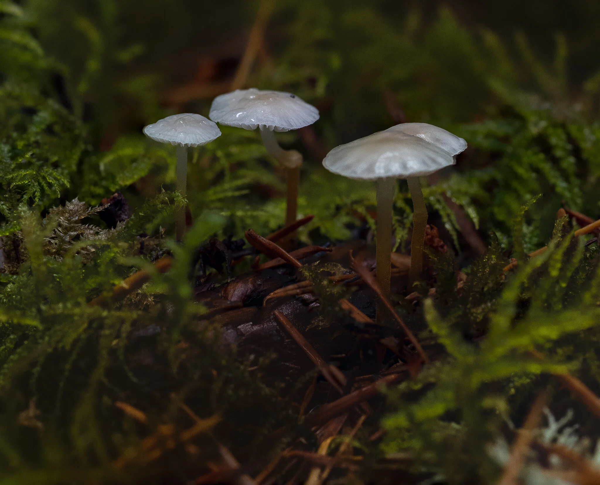 P9291437-Edit.jpg