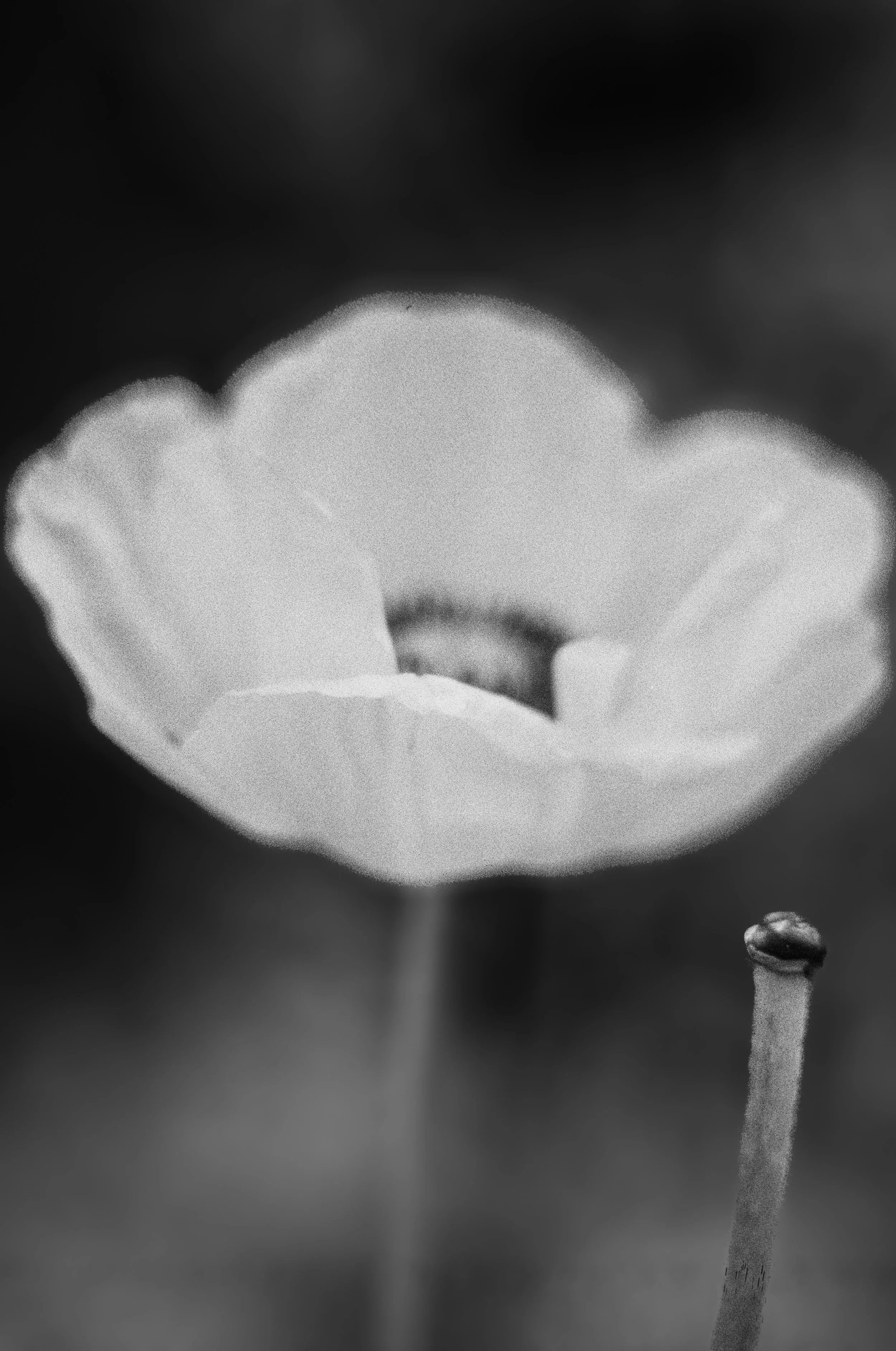 Infared-18.jpeg