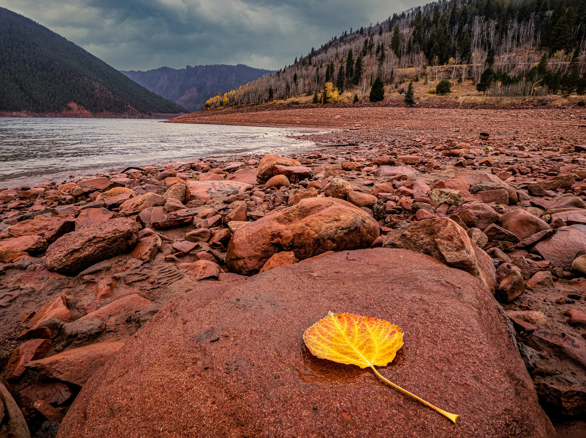 YellowLeaf.jpg