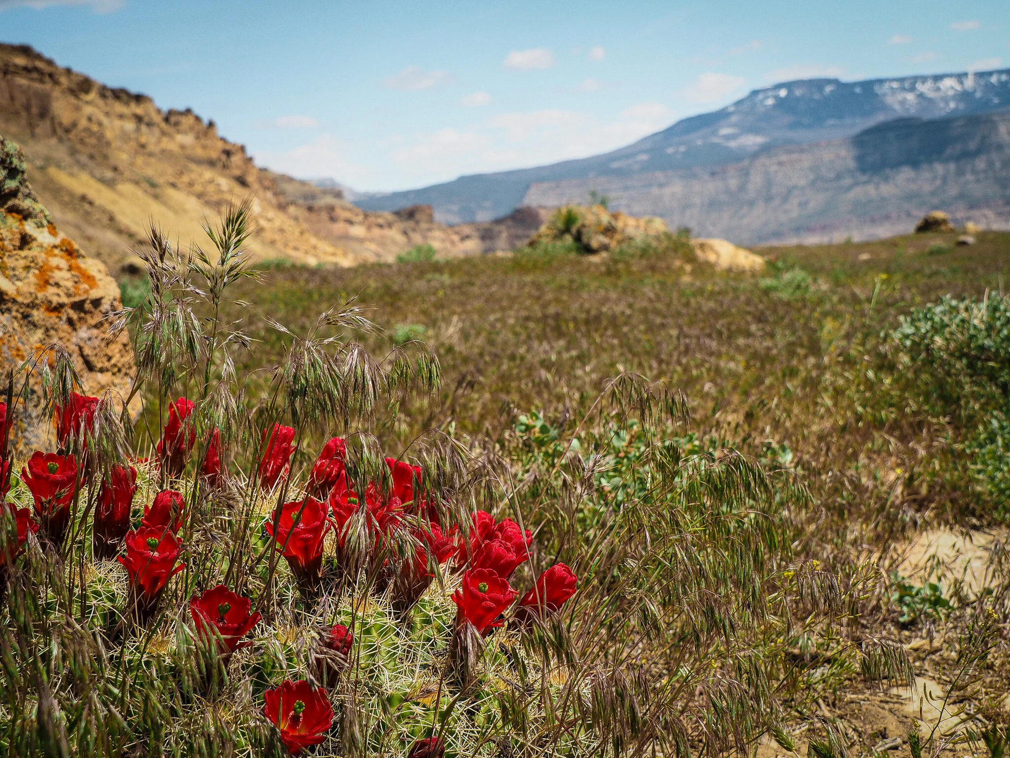 Summer Blooms on Mt. Garfield