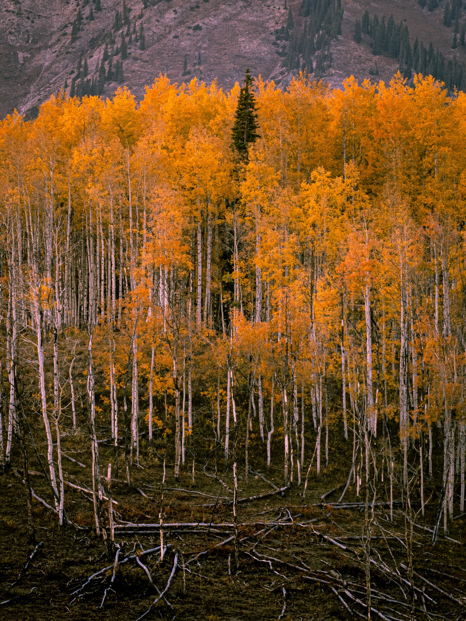 PA083981-2.jpg