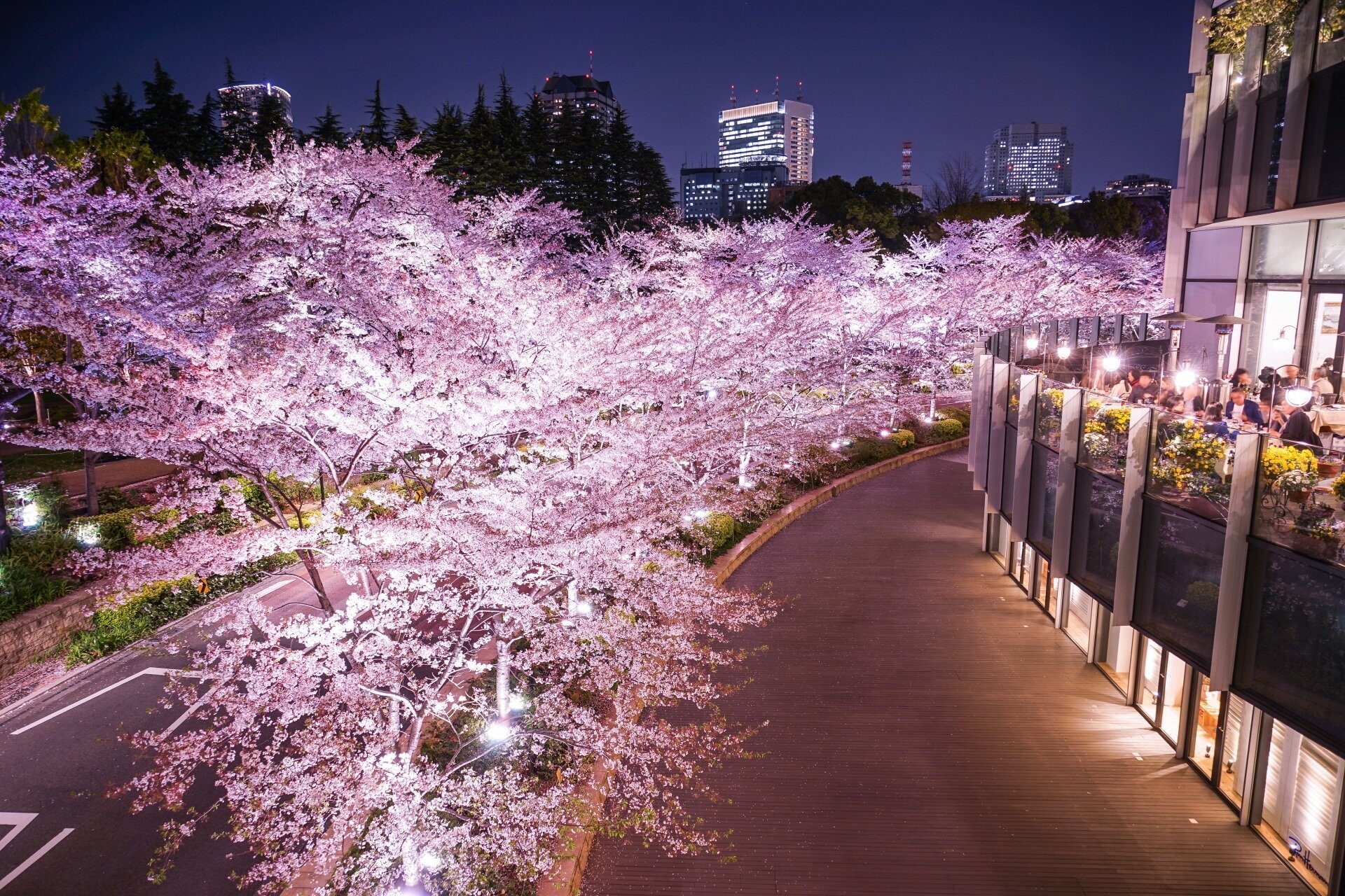 Chasing Cherry Blossoms