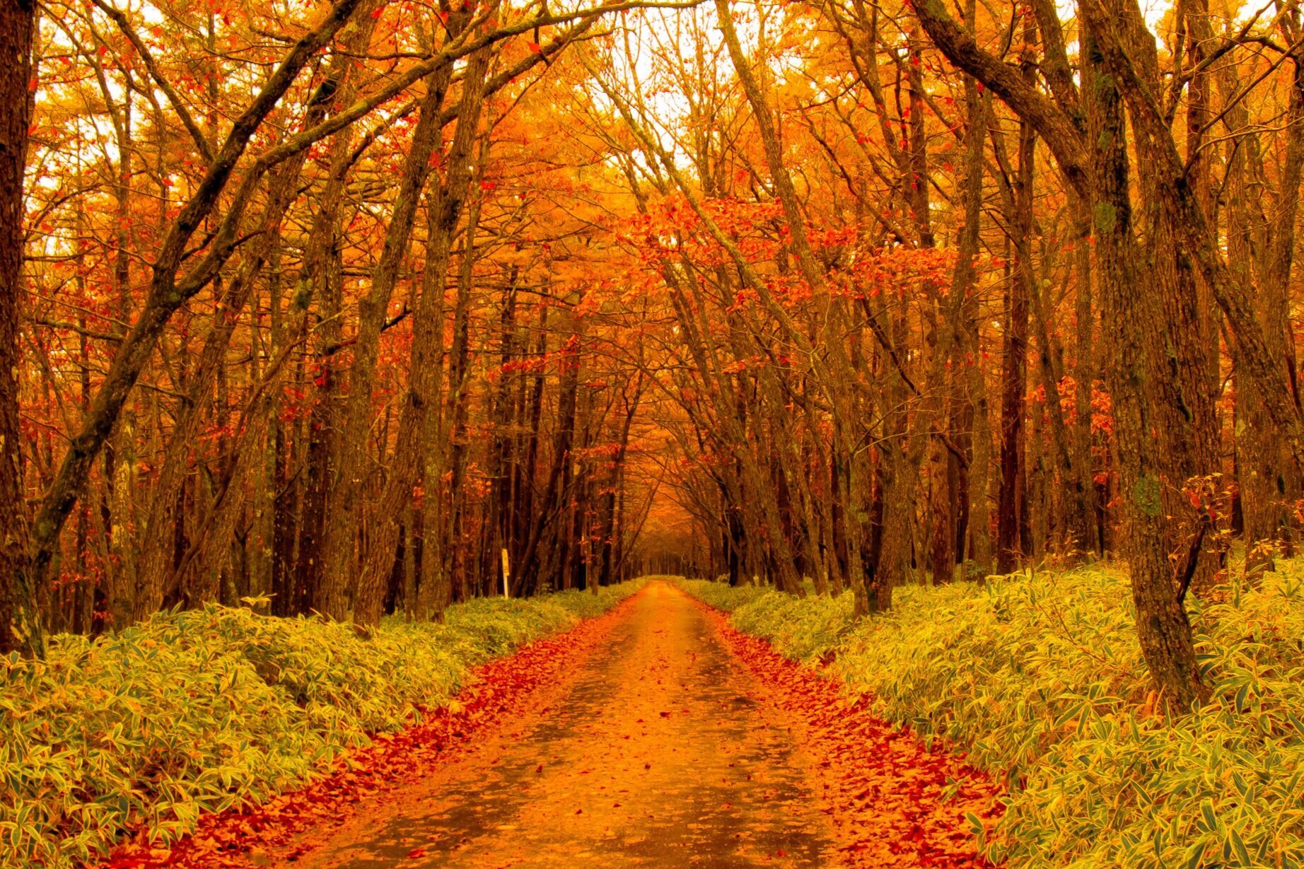 Autumn Colors