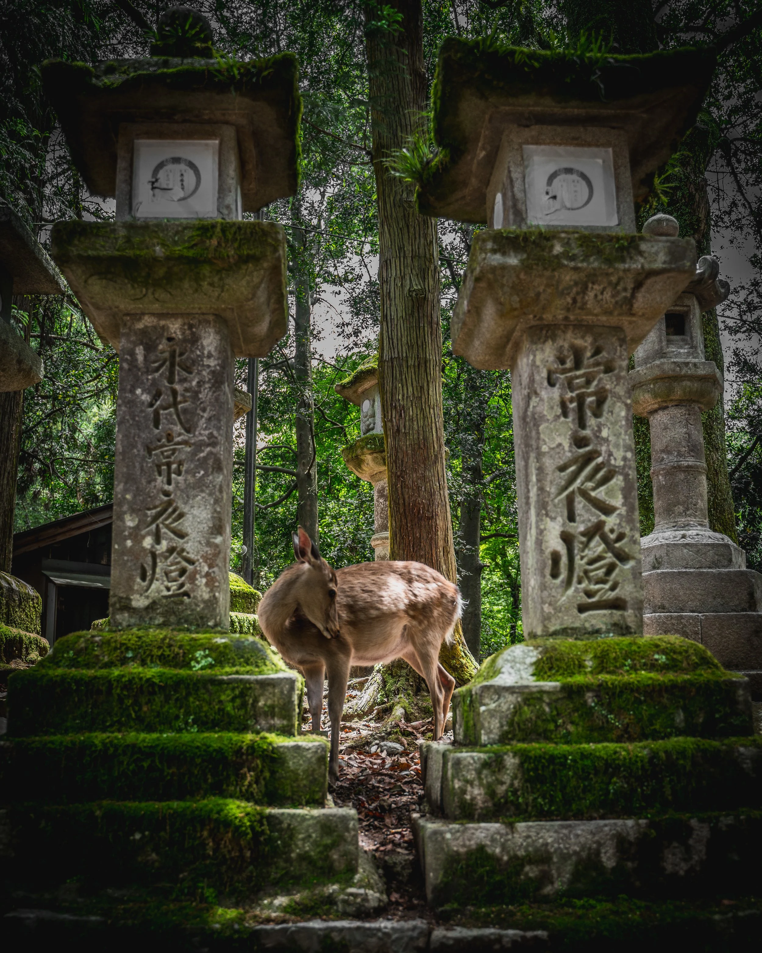 Appreciating Nara Deer Park
