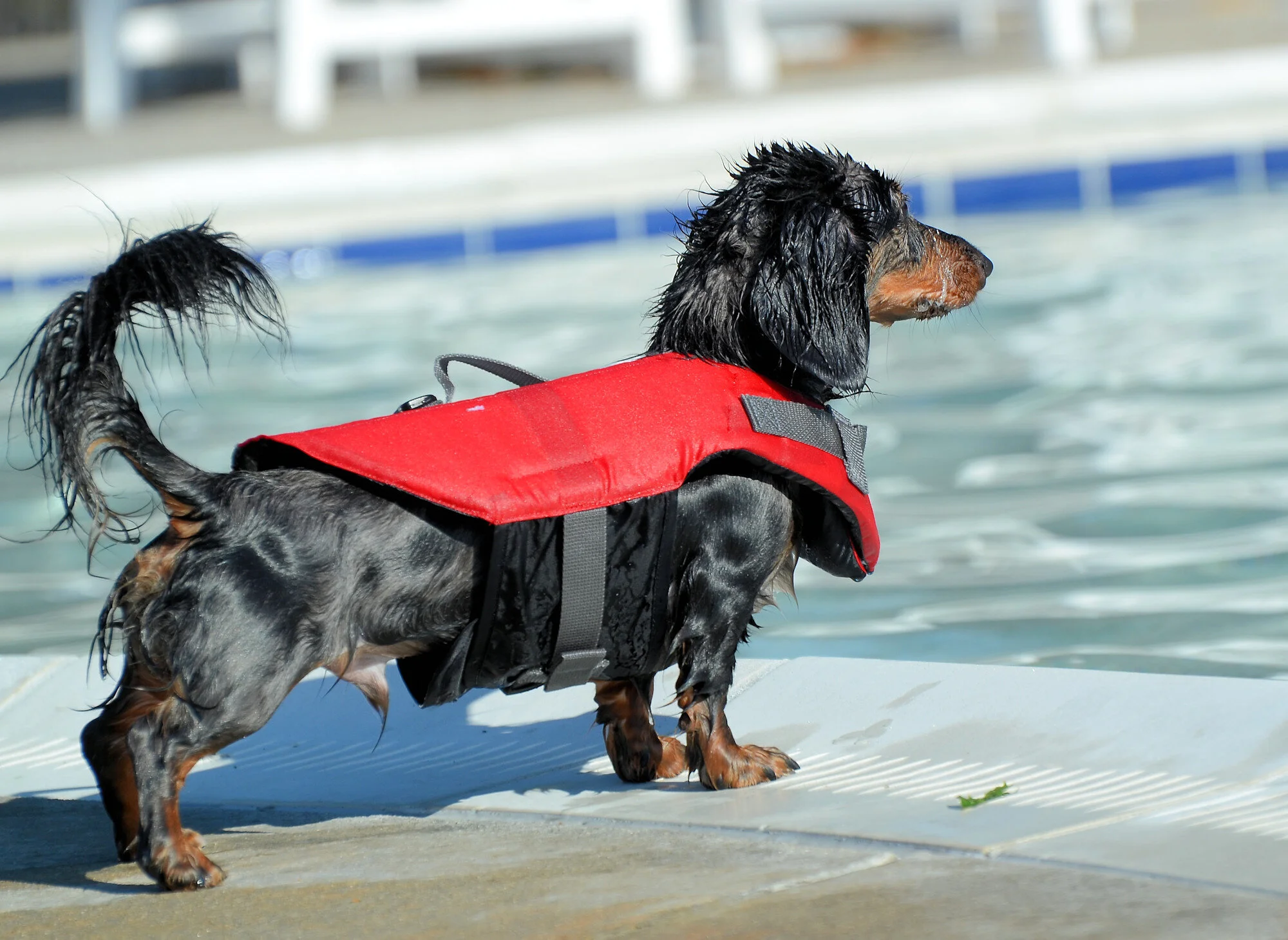 Pooch Plunge