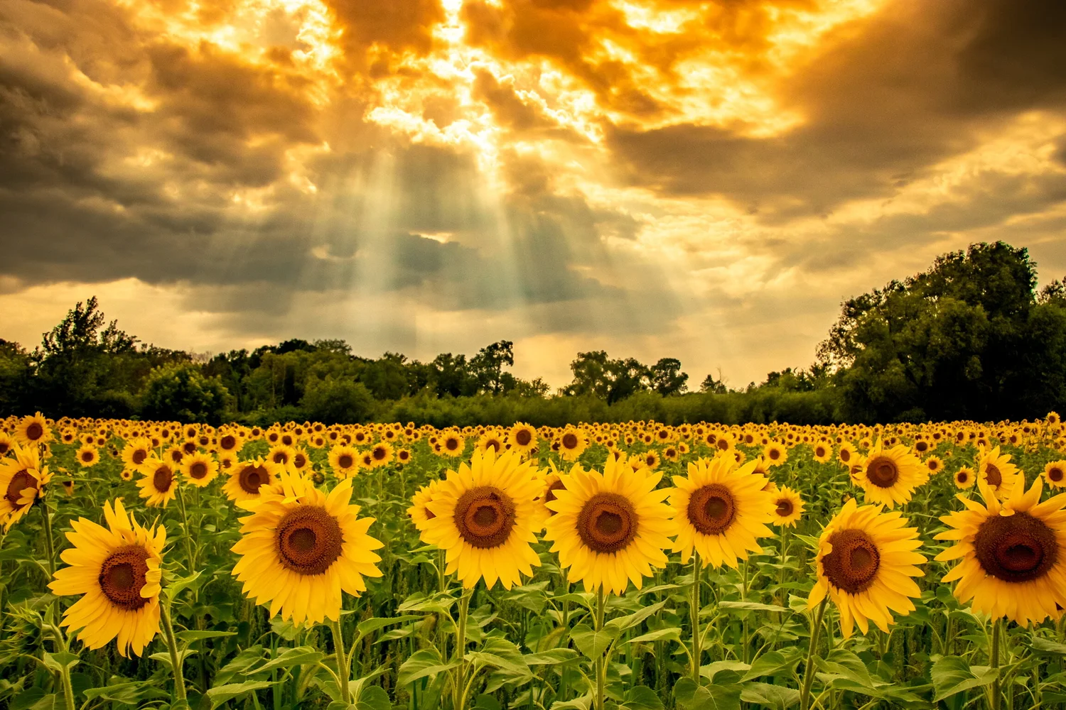 2024 Location — FISH SUNFLOWERS